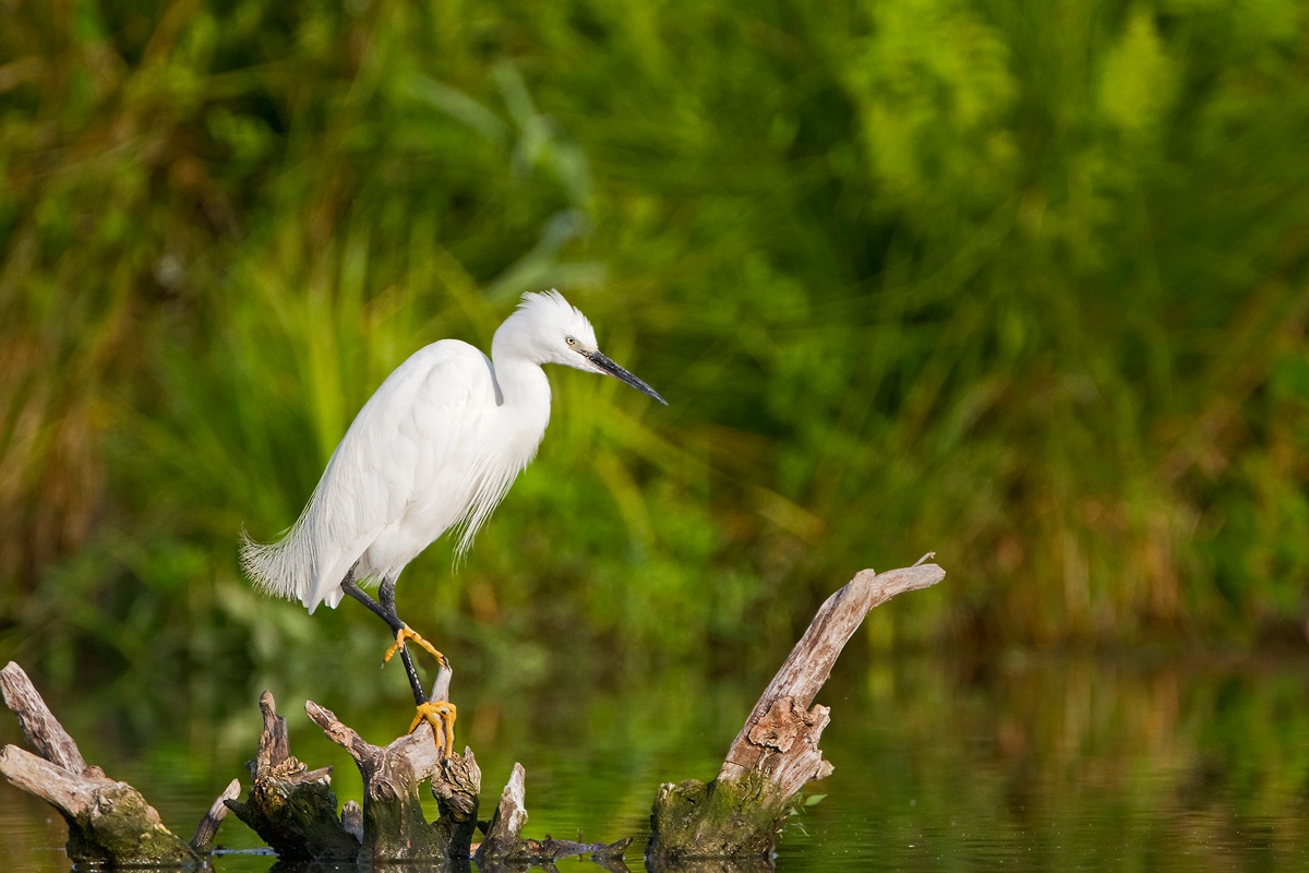 Egret