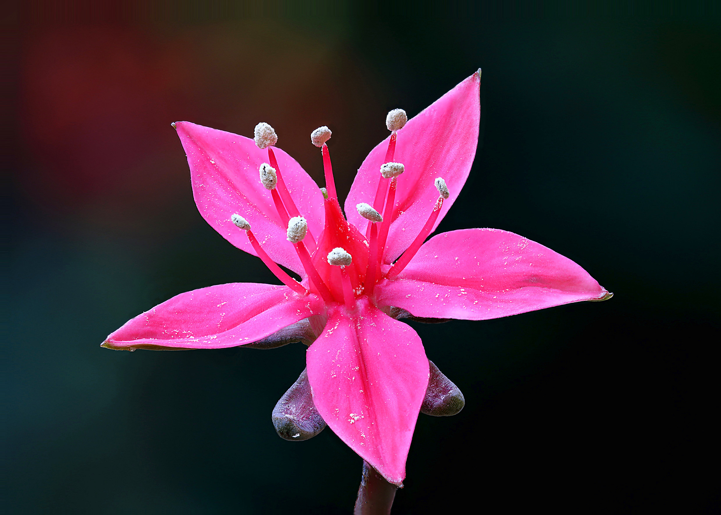 Graptopetalum Bellum
