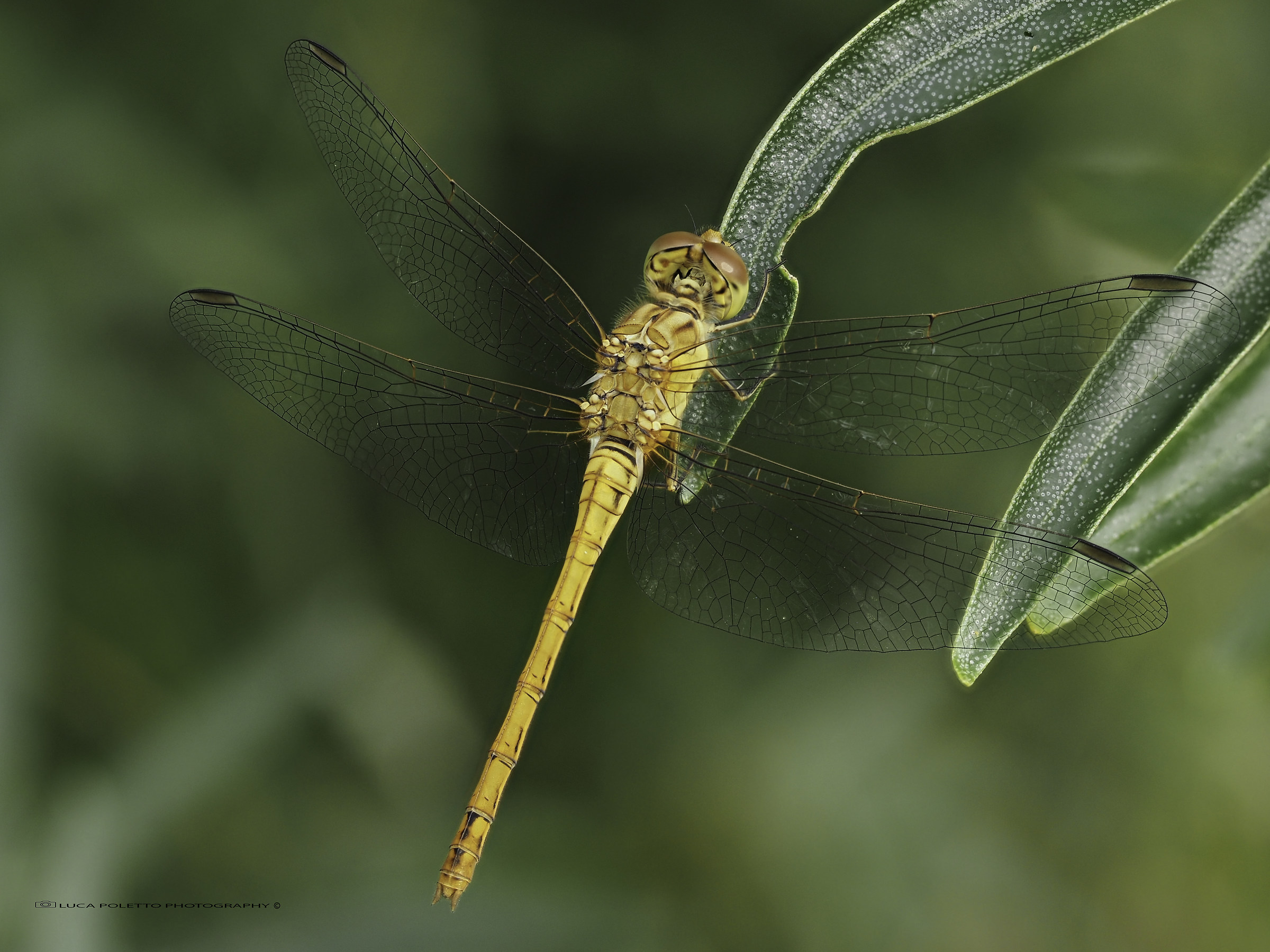 libellula