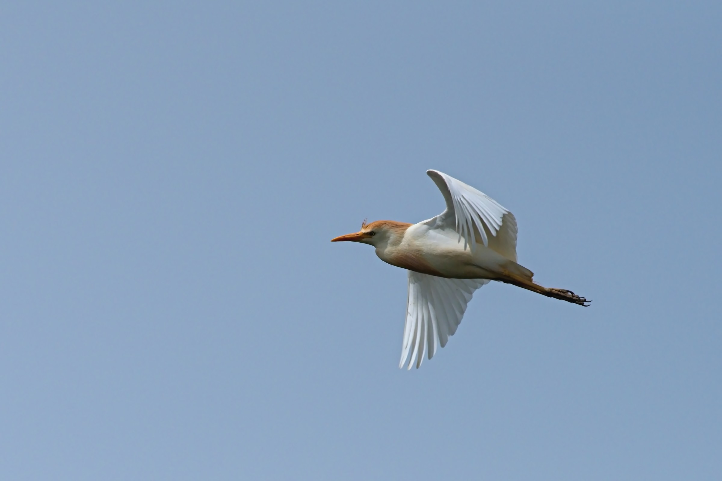 egrets herons