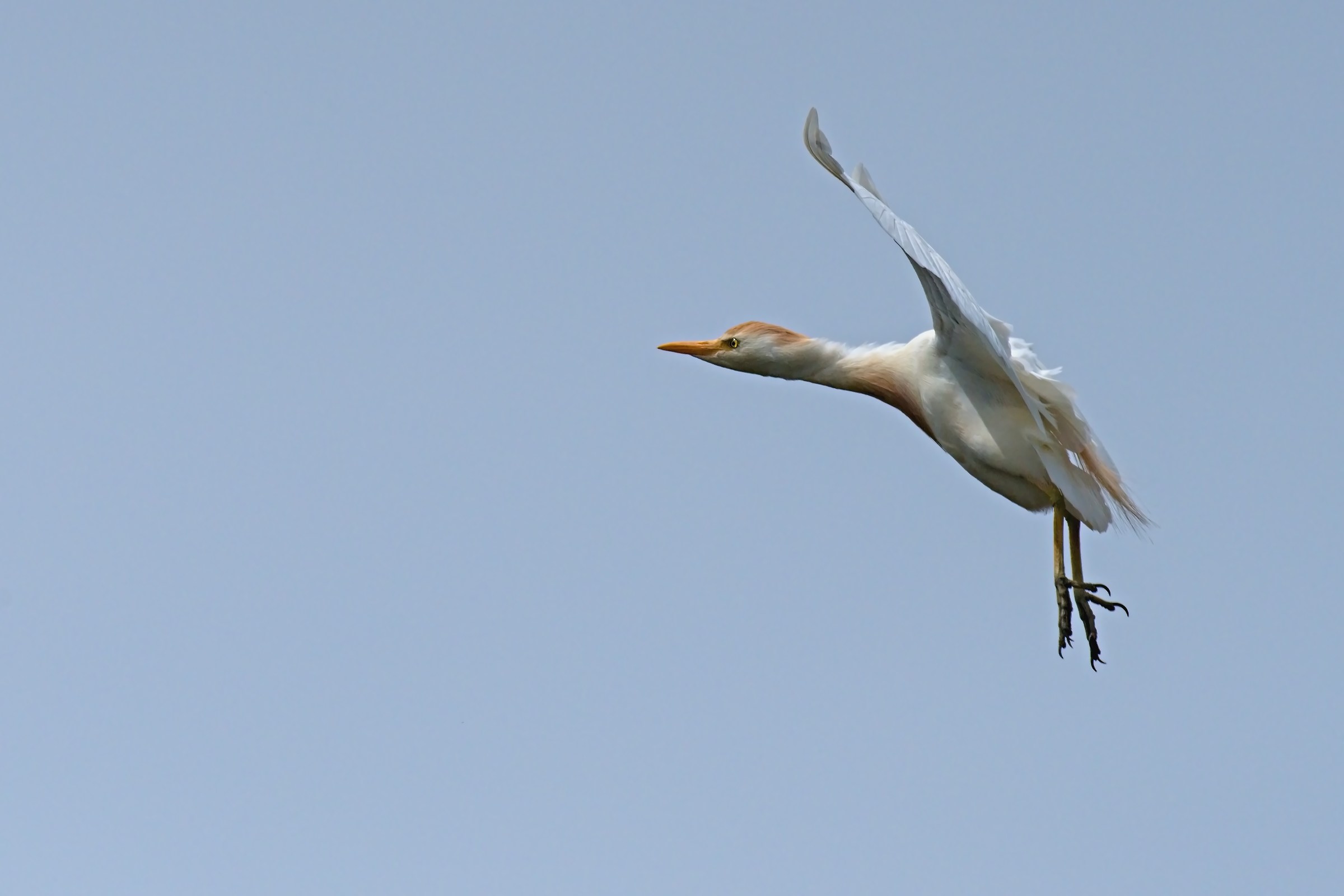 egrets herons