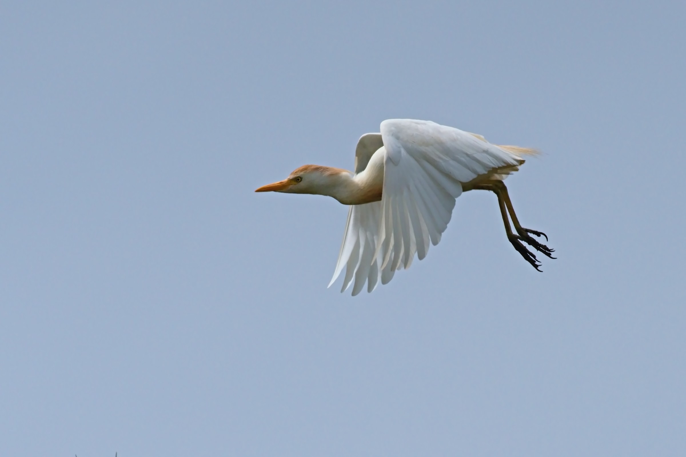 egrets herons