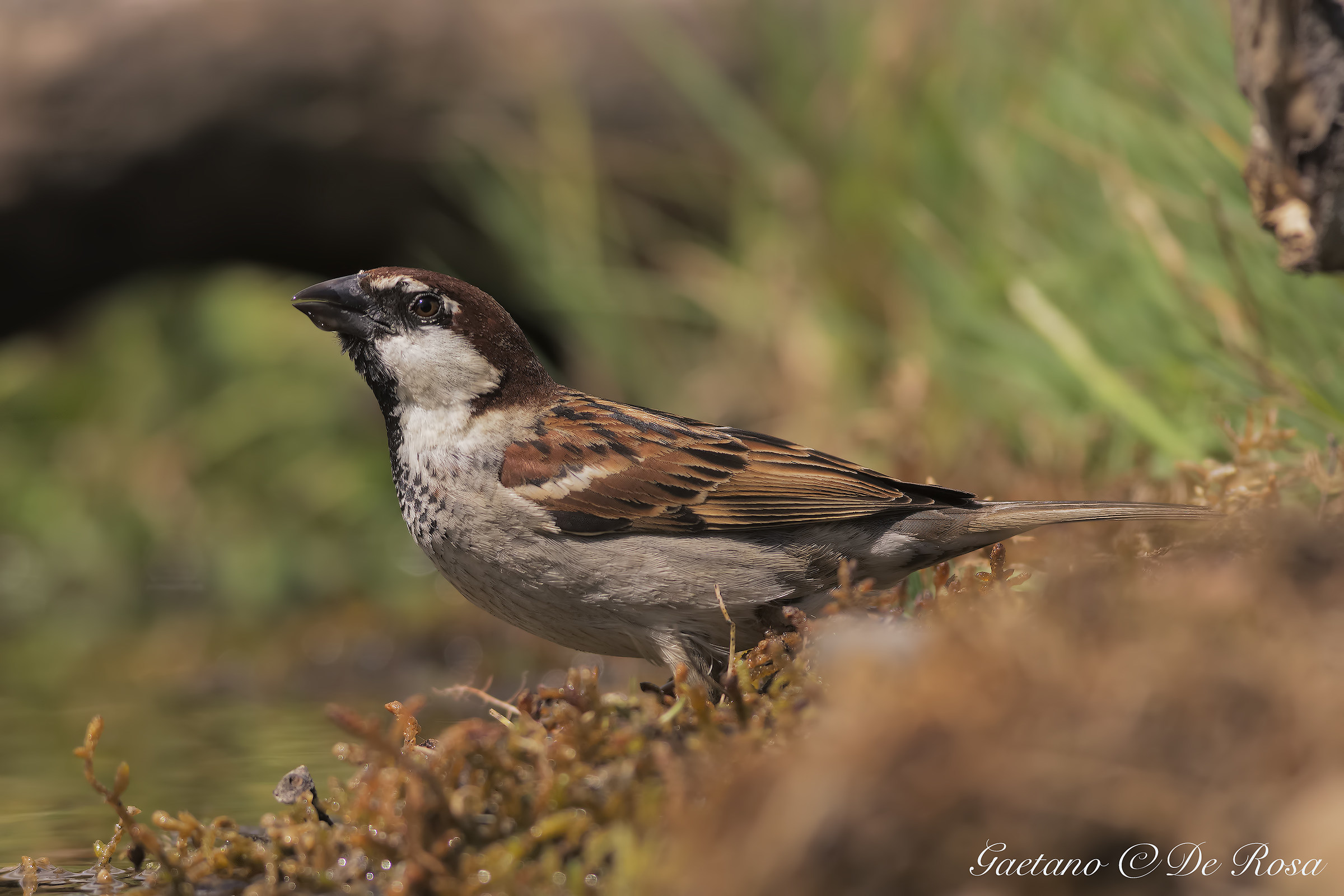 Passero all abbeverata