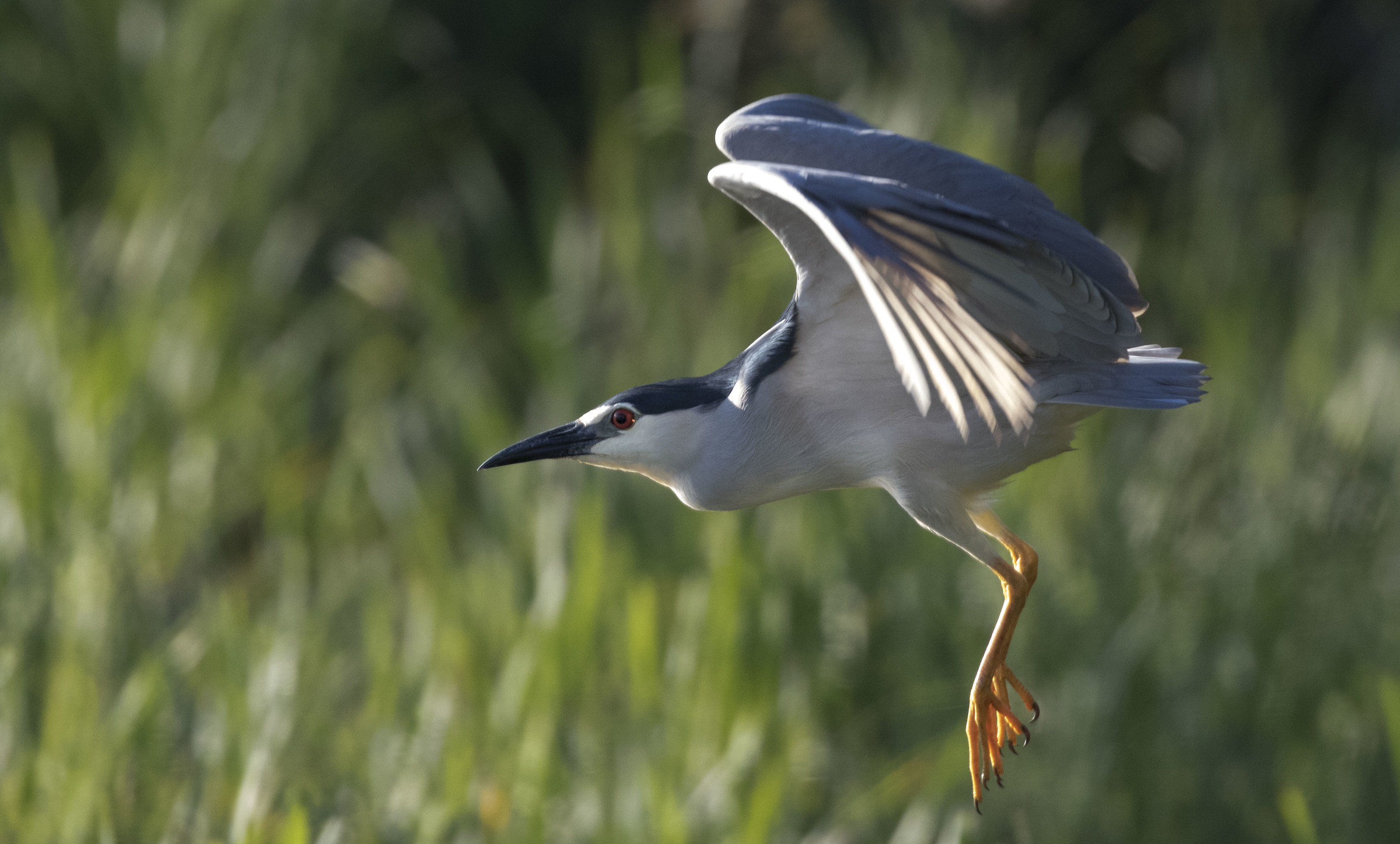 Night Heron