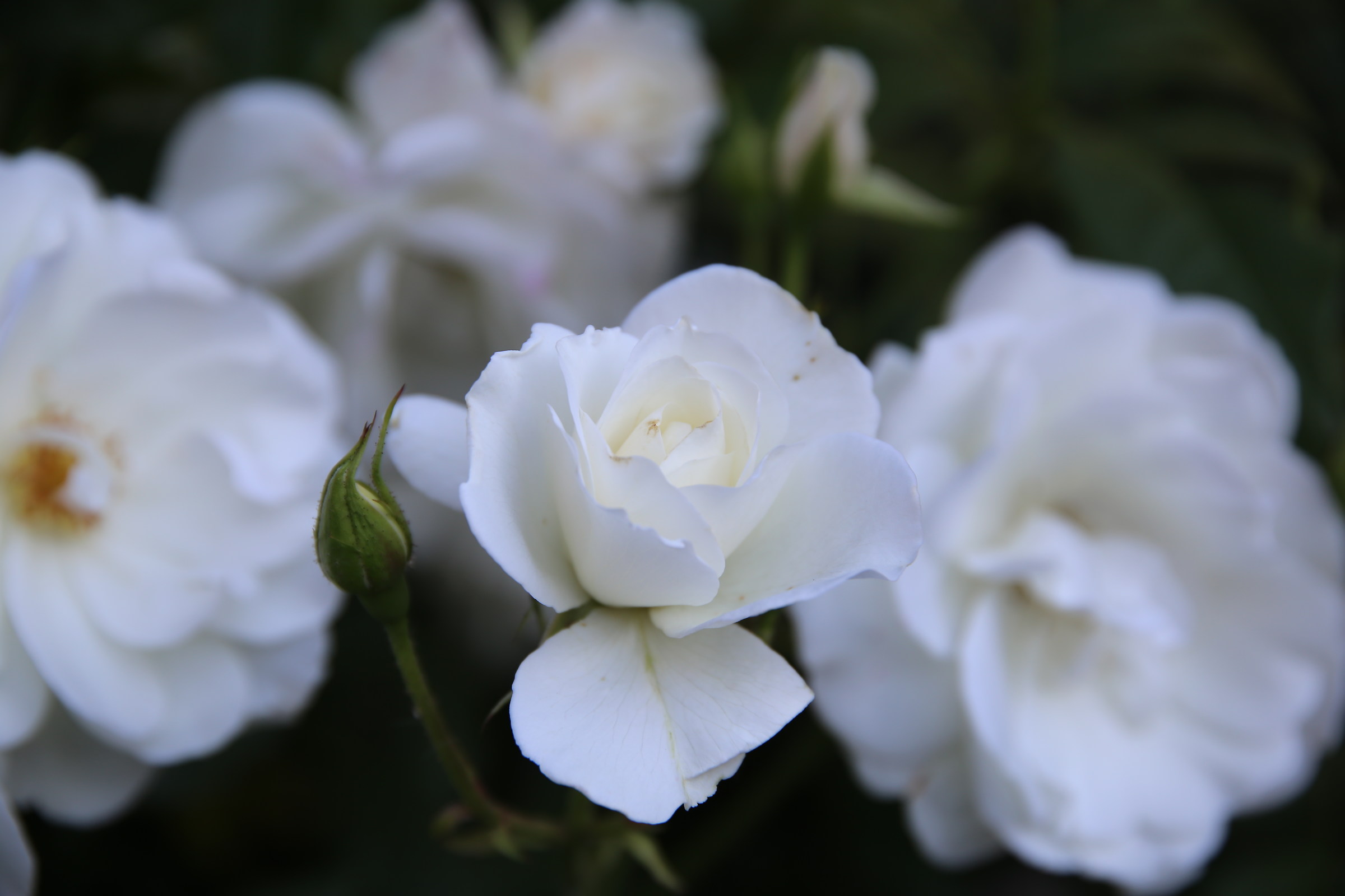 The silence and the whiteness of a white rose