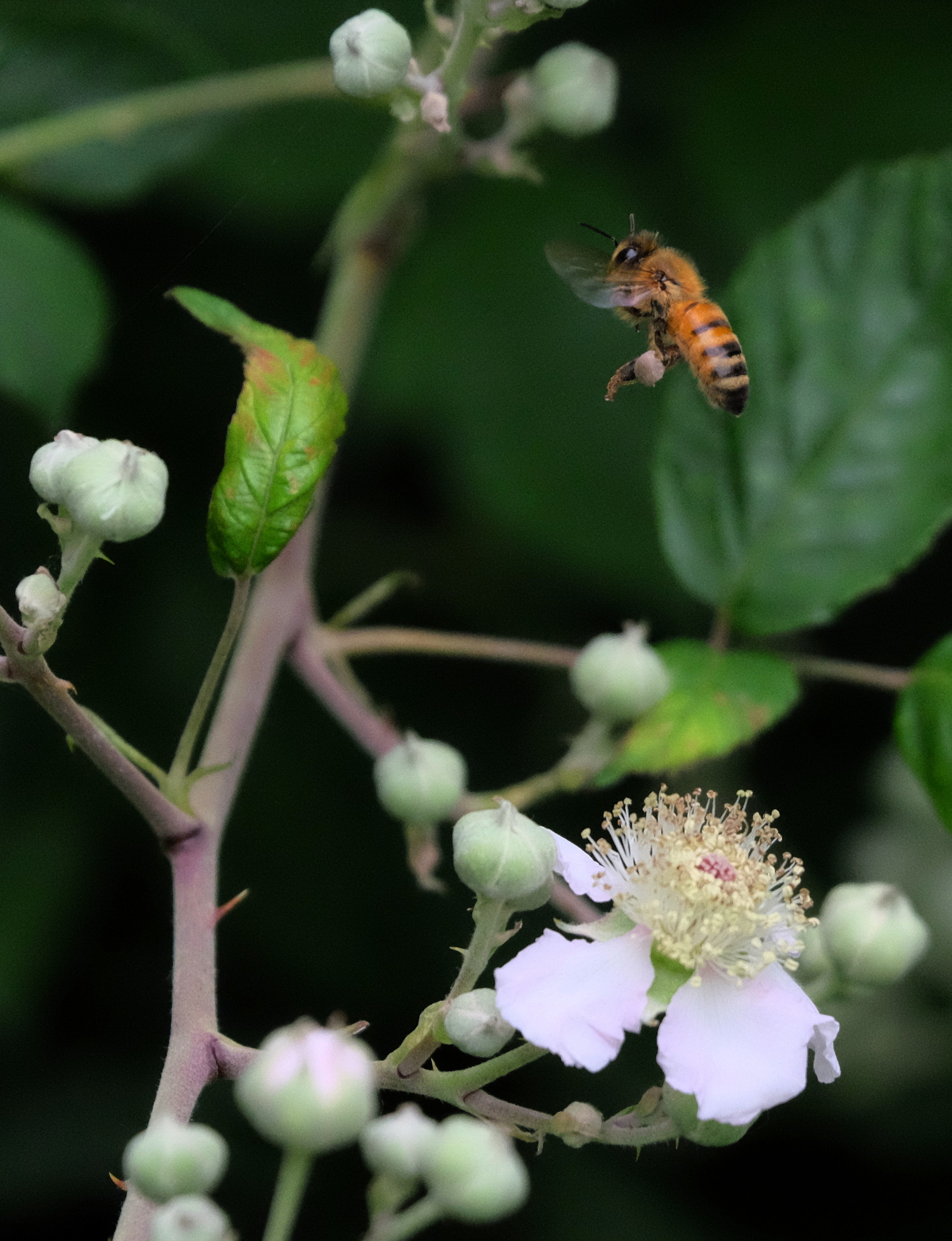 Flitting among the flowers