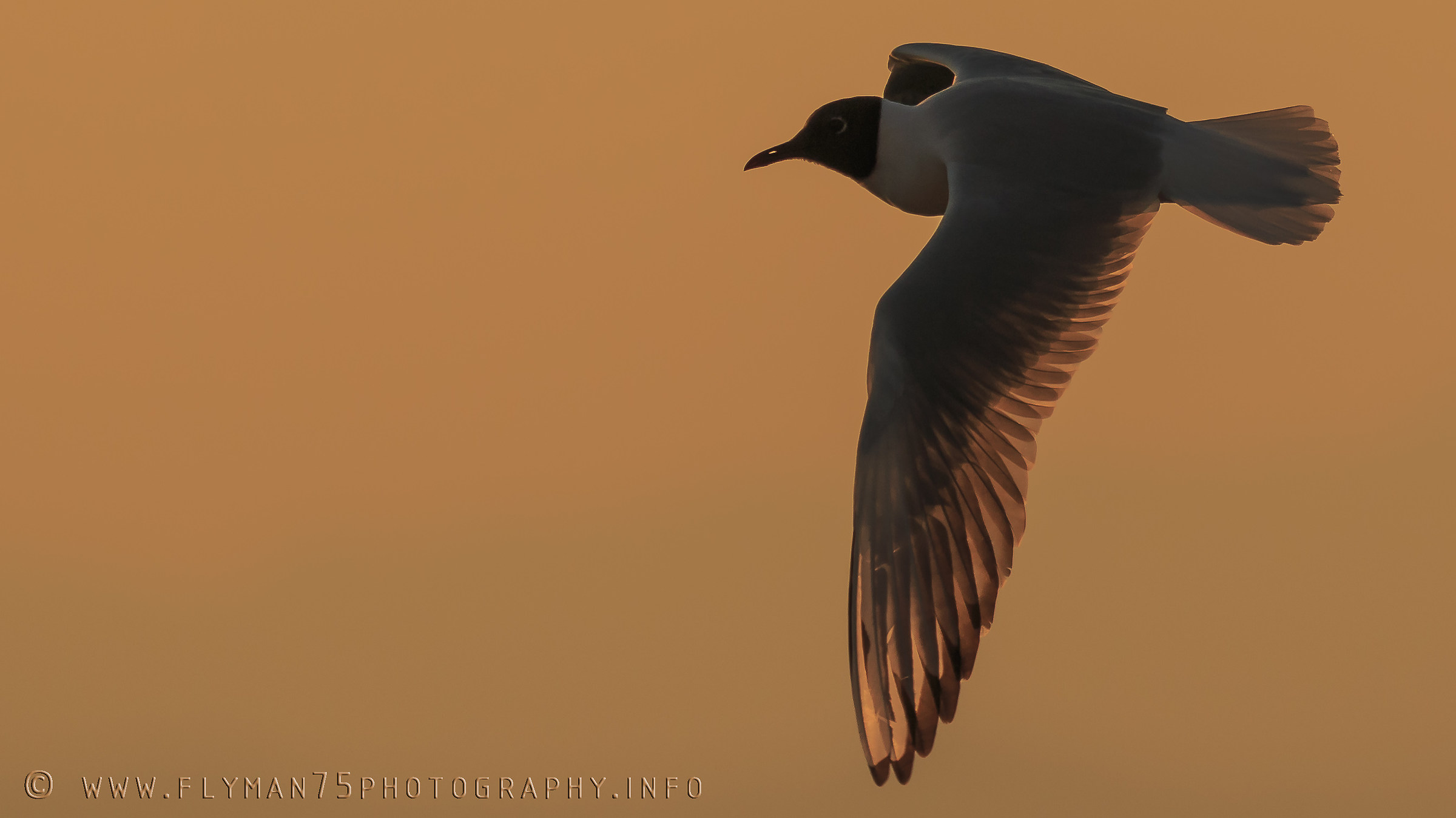Gabbiano a Lazise del Garda (vr)
