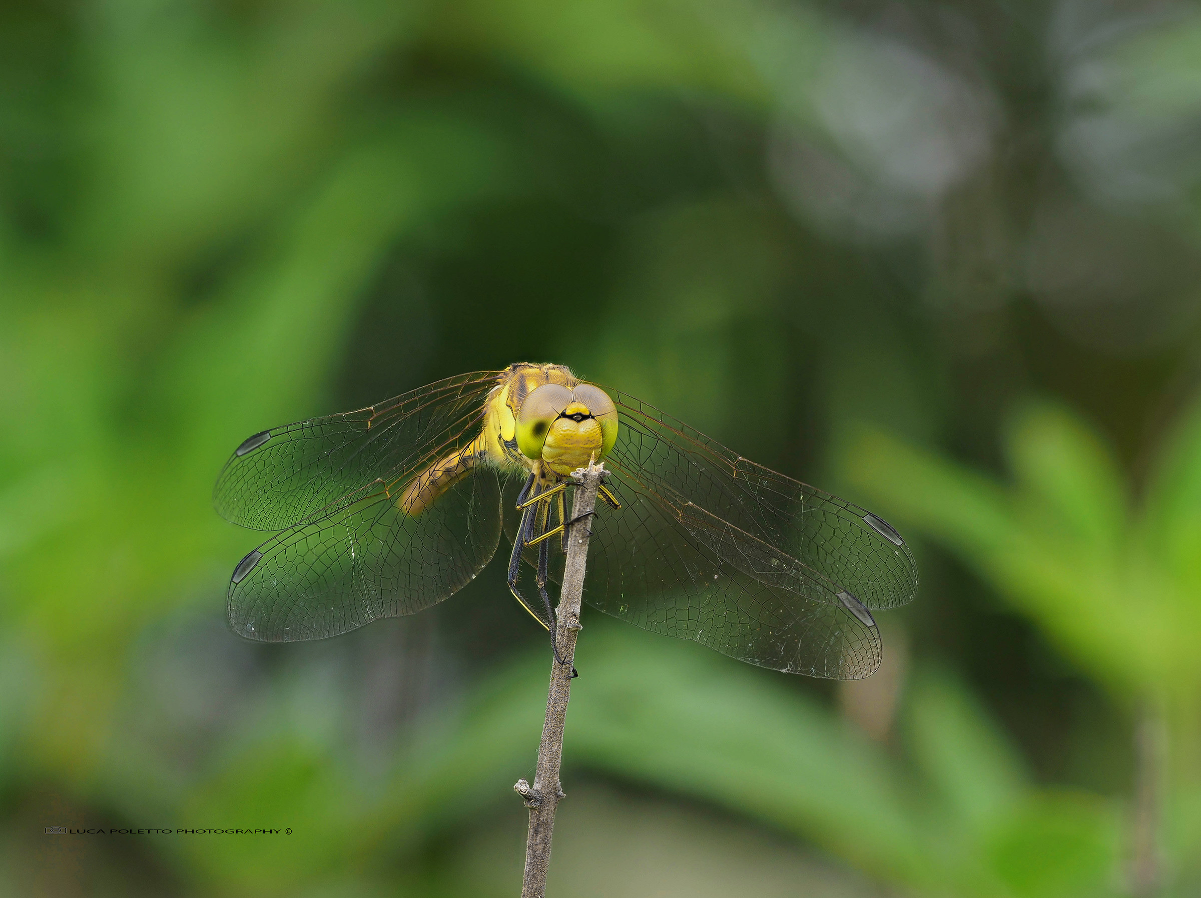 libellula