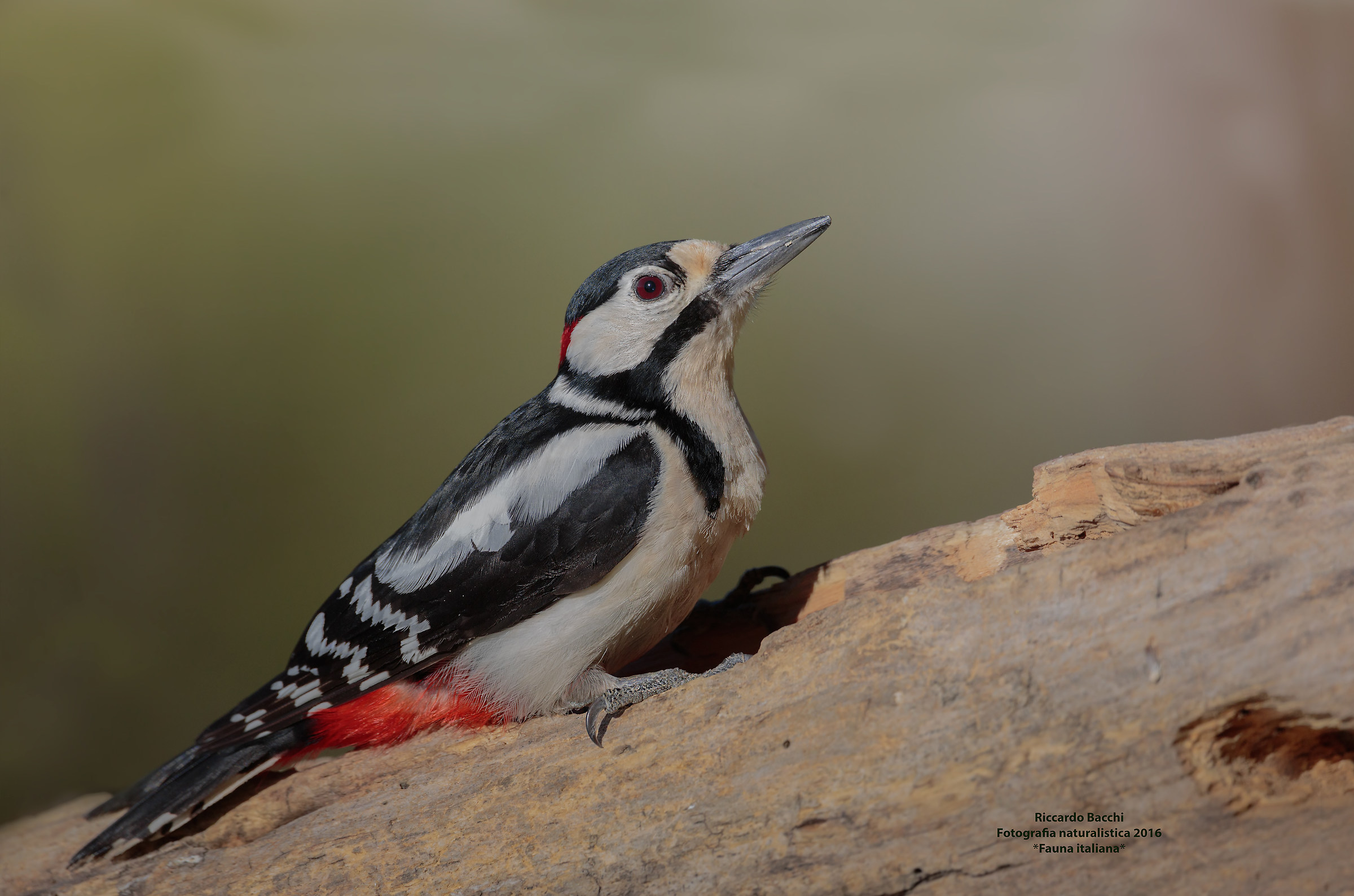 Picchio Rosso Maggiore Portrait