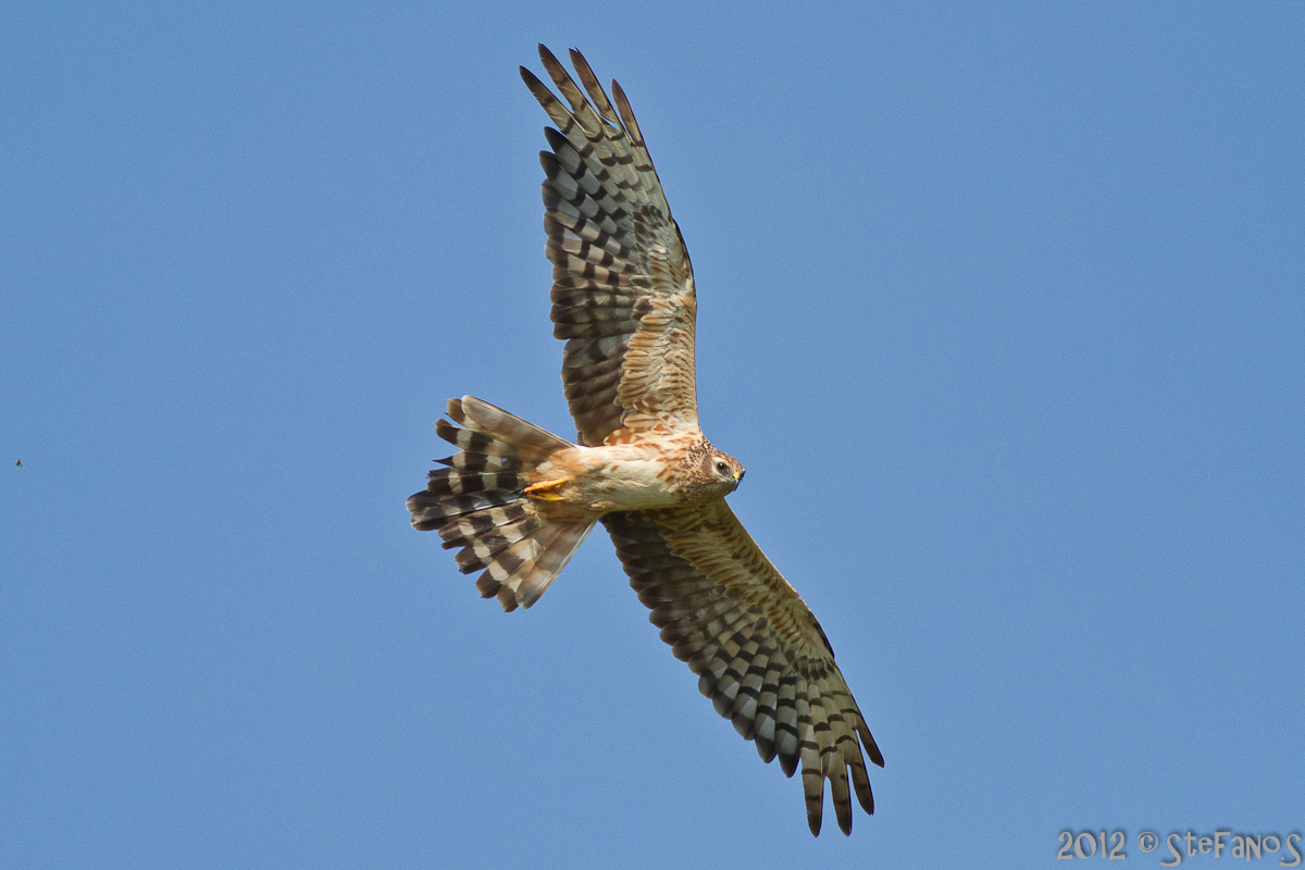 Albanella minore femmina in volo