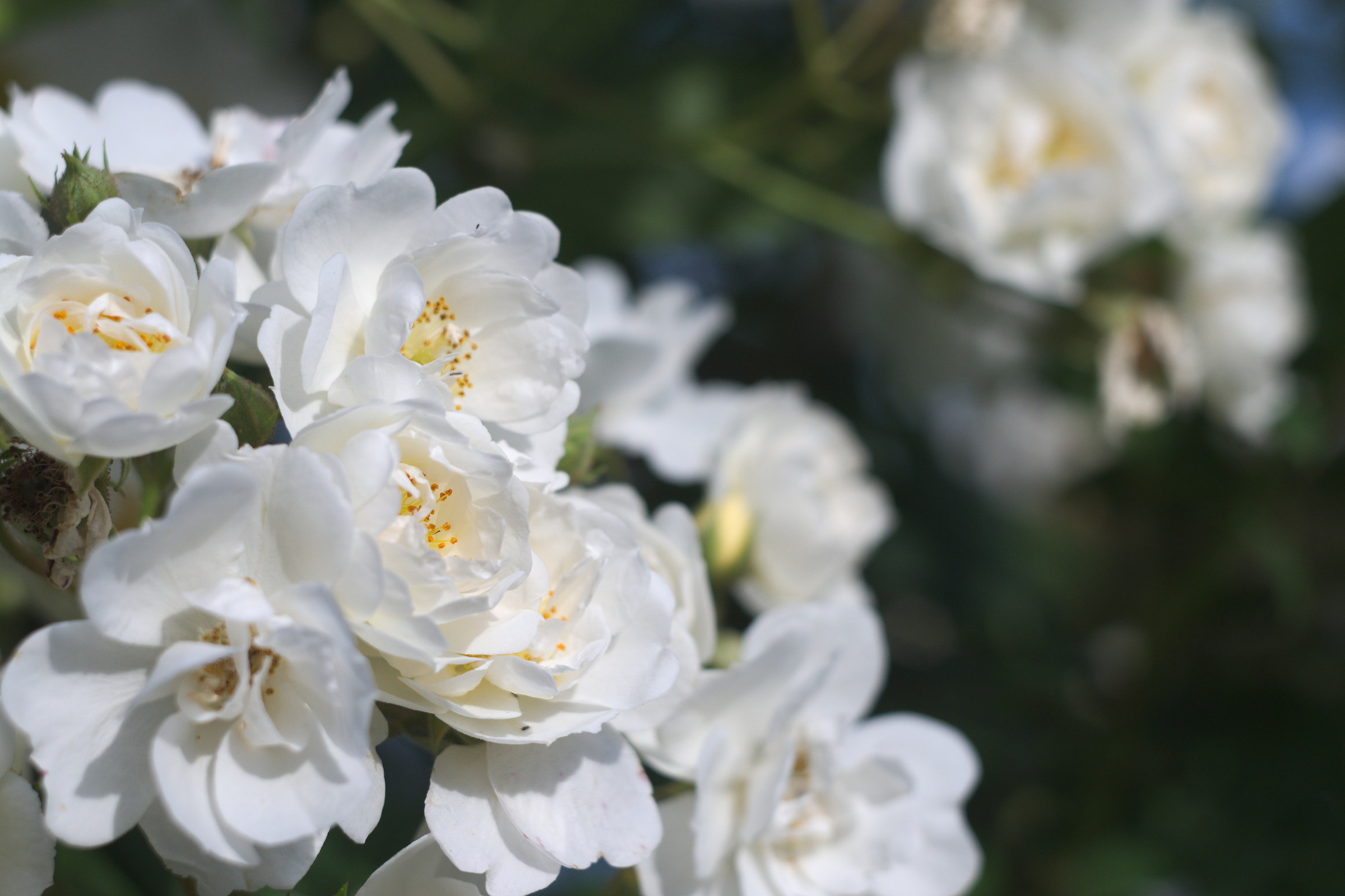 son rose anche se non sembrano