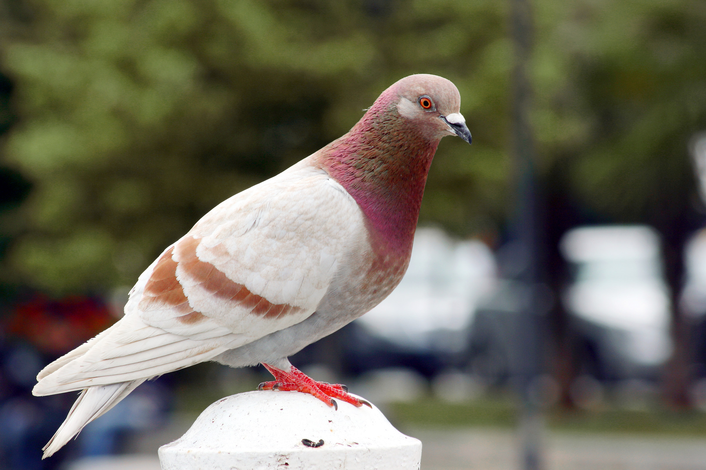 pigeon red