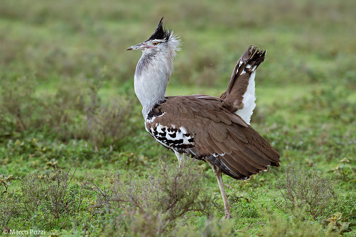 Male Kori Bustard displaing