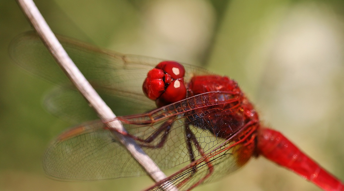 Libellula