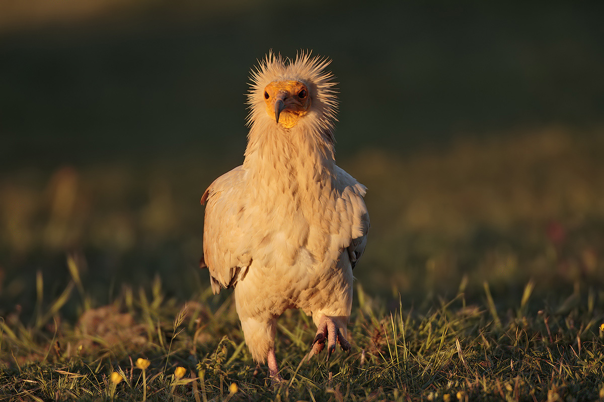 At first light of the morning