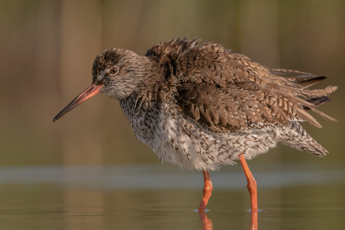 The bathroom of the redshank