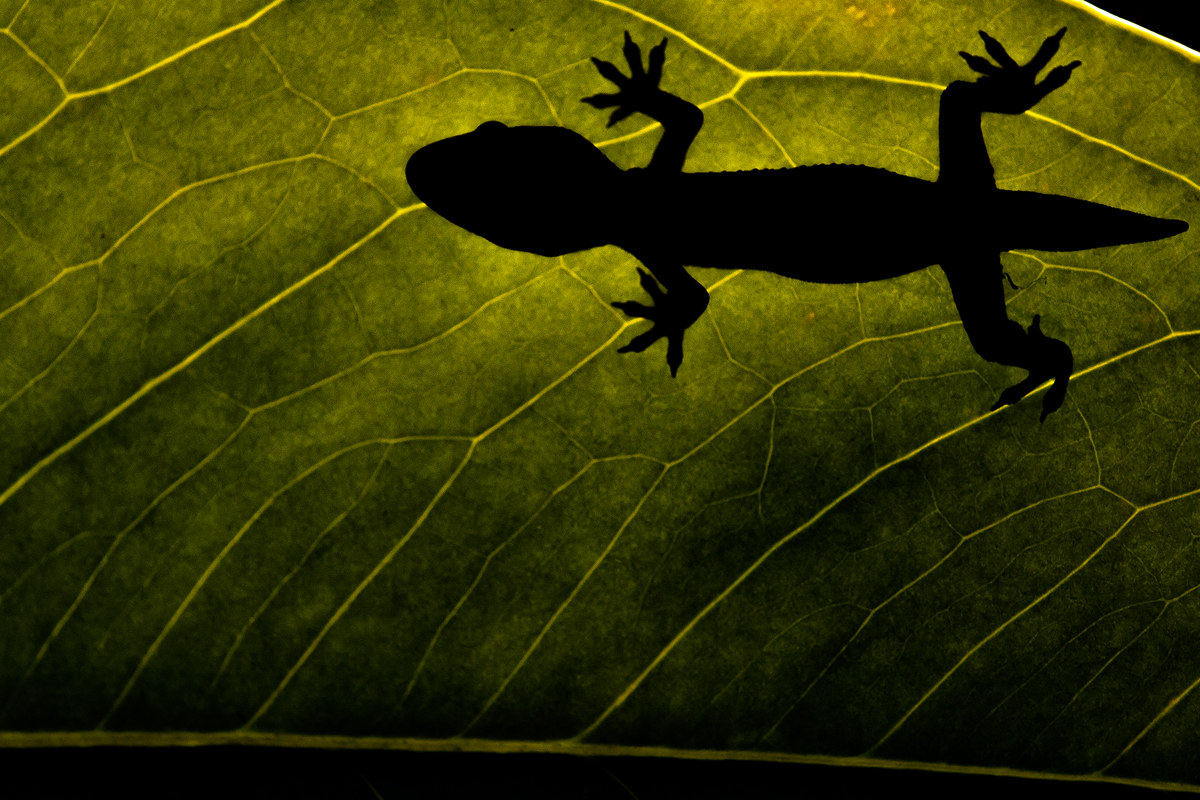 Leaf Geko