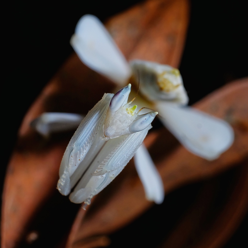 Orchid Mantis