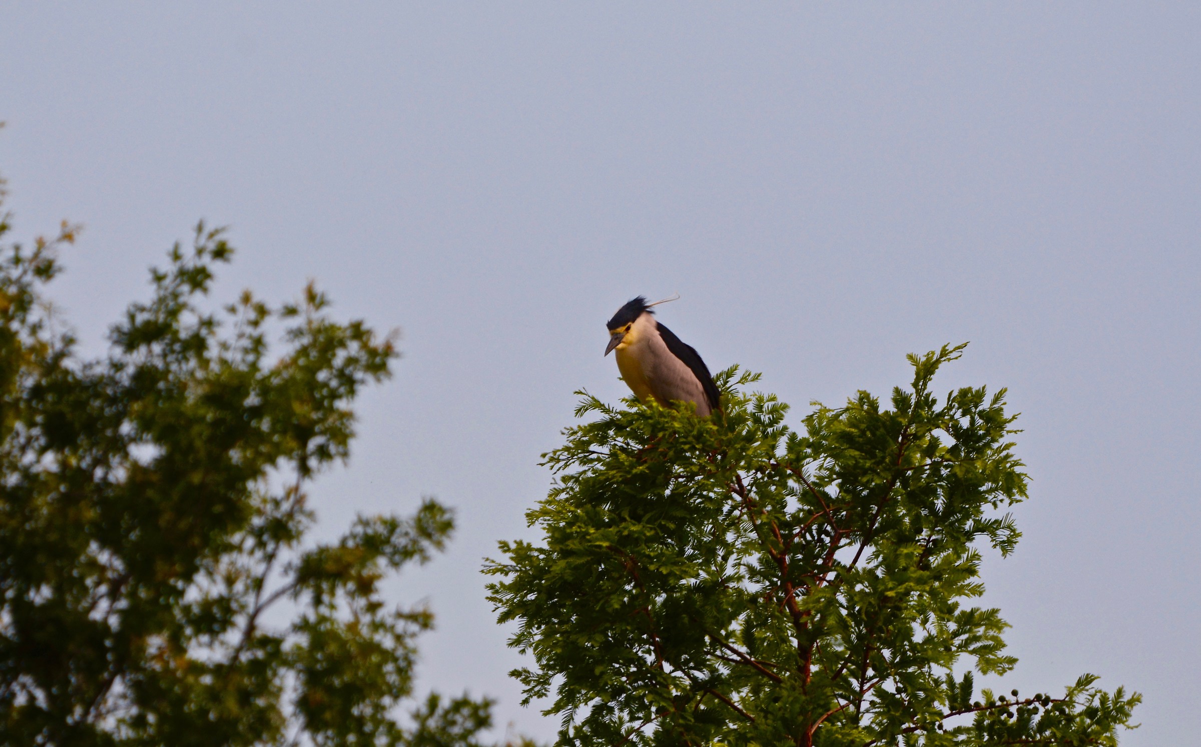 Night Heron ....... from the balcony.