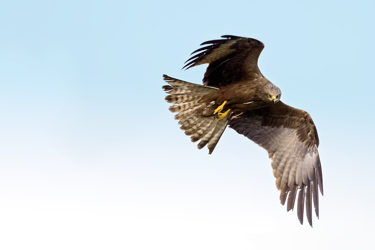 Nibbio Bruno in azione