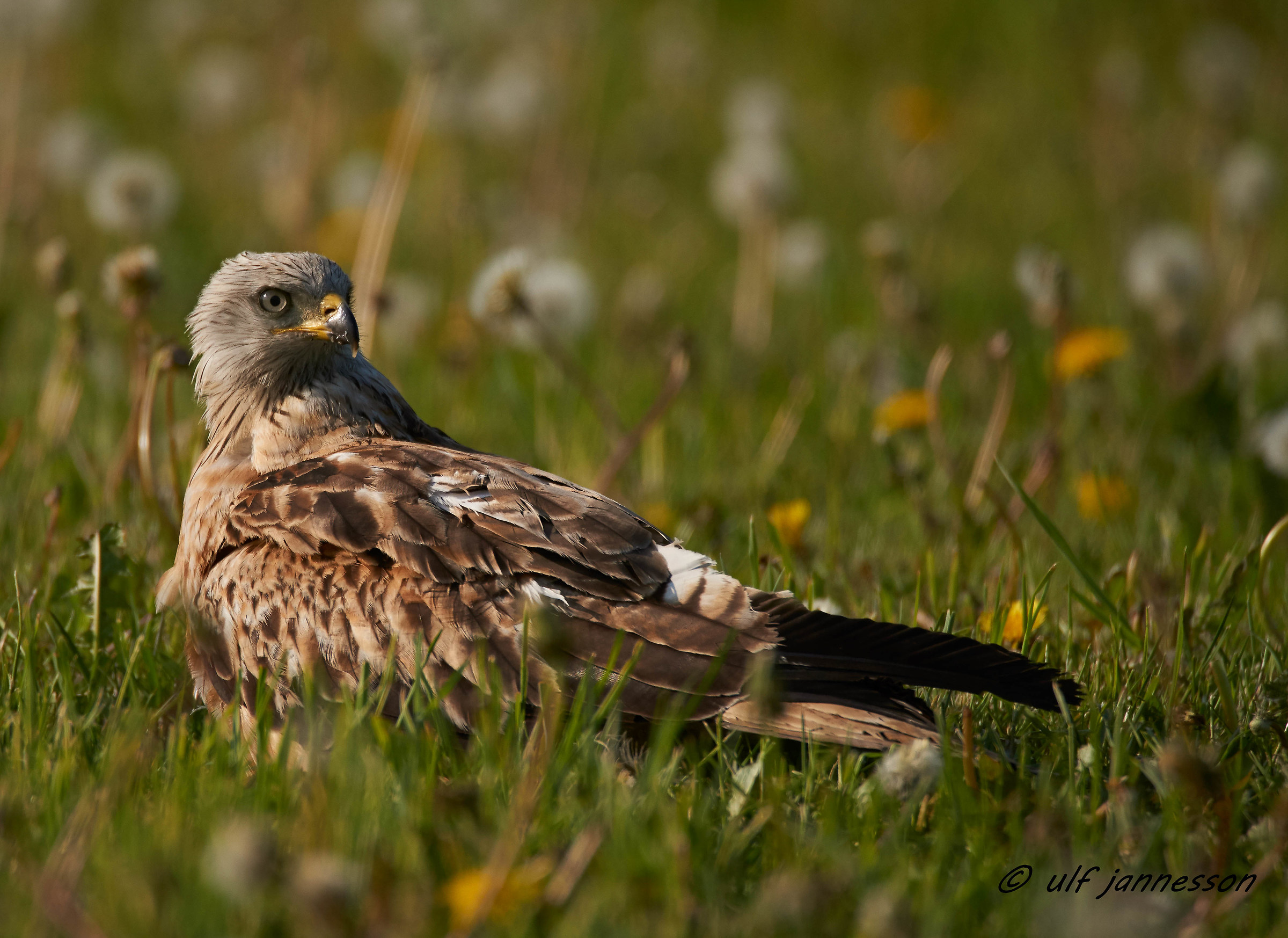 Cervo volante rosso in erba alta