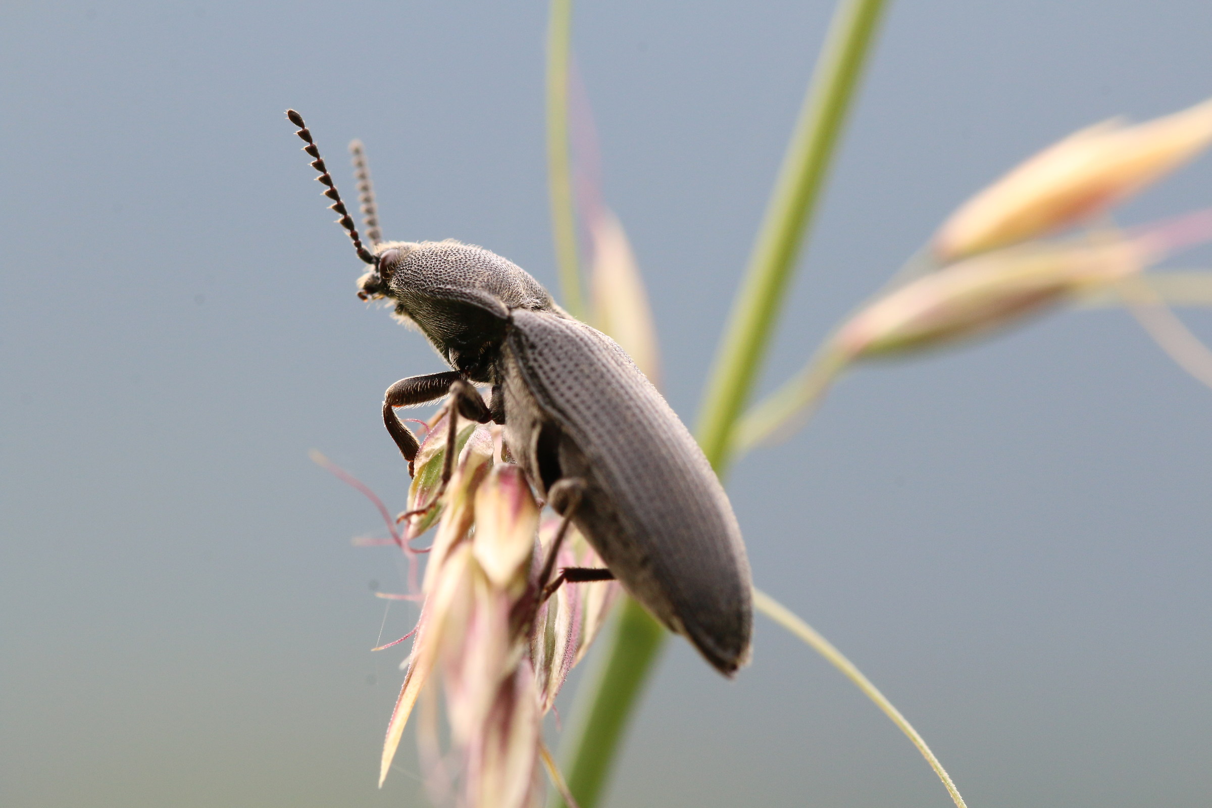 The hard struggle against the wind