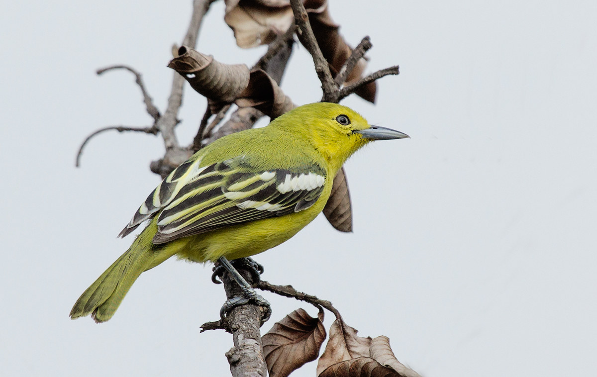 Common Iora,female.