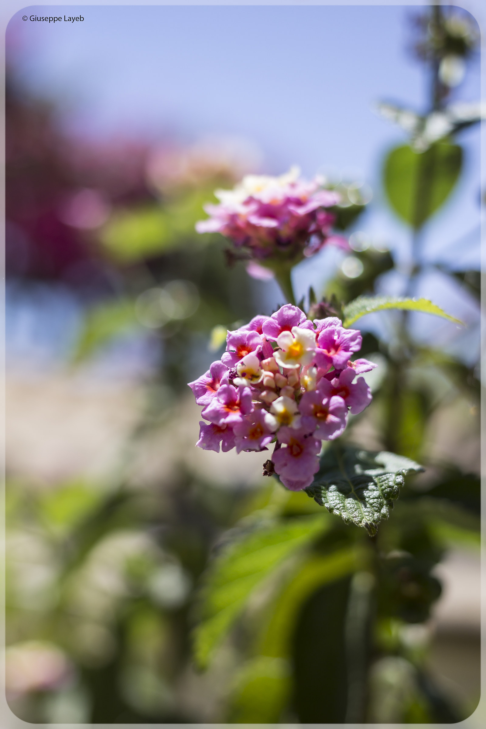 Lantana