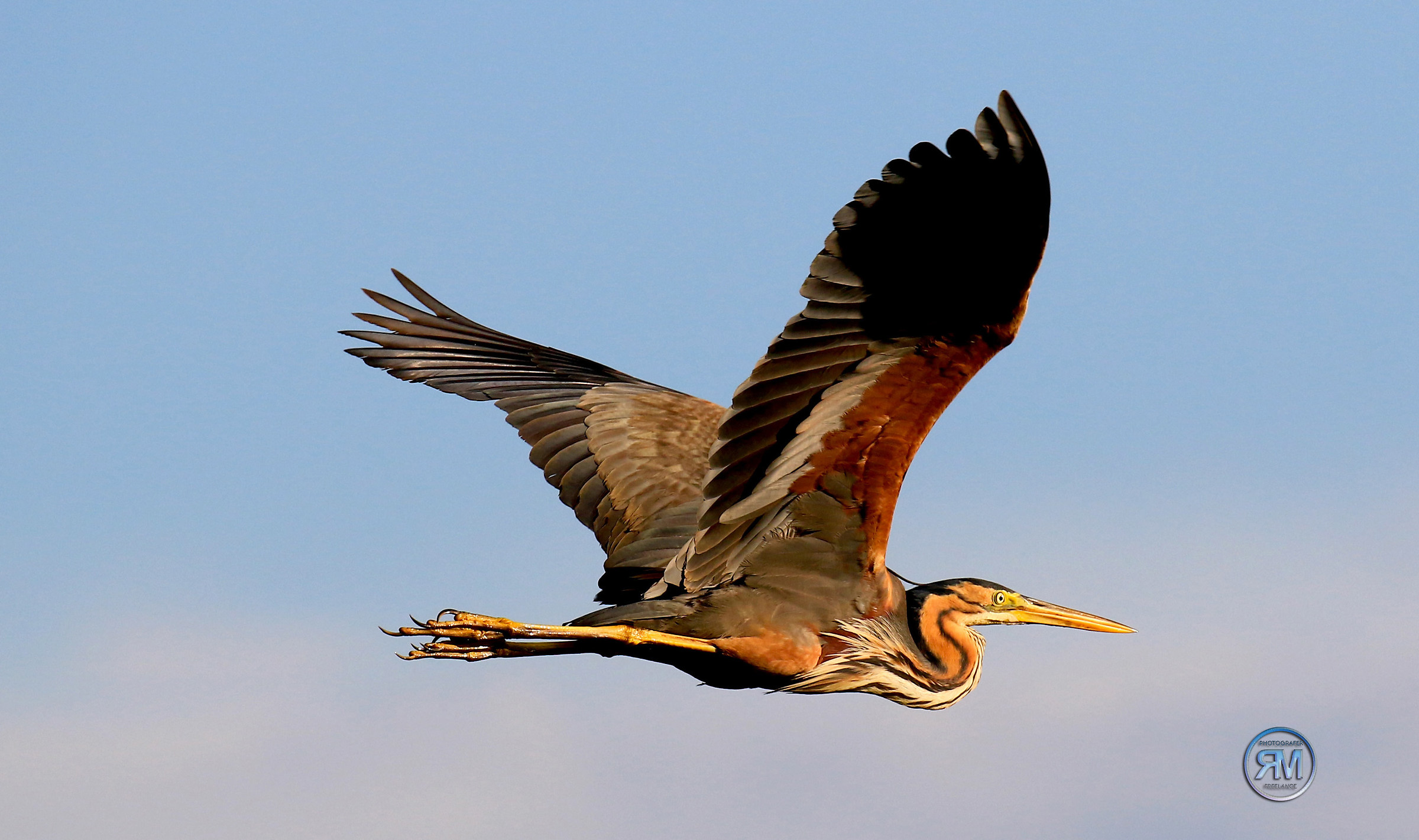 Purple Heron
