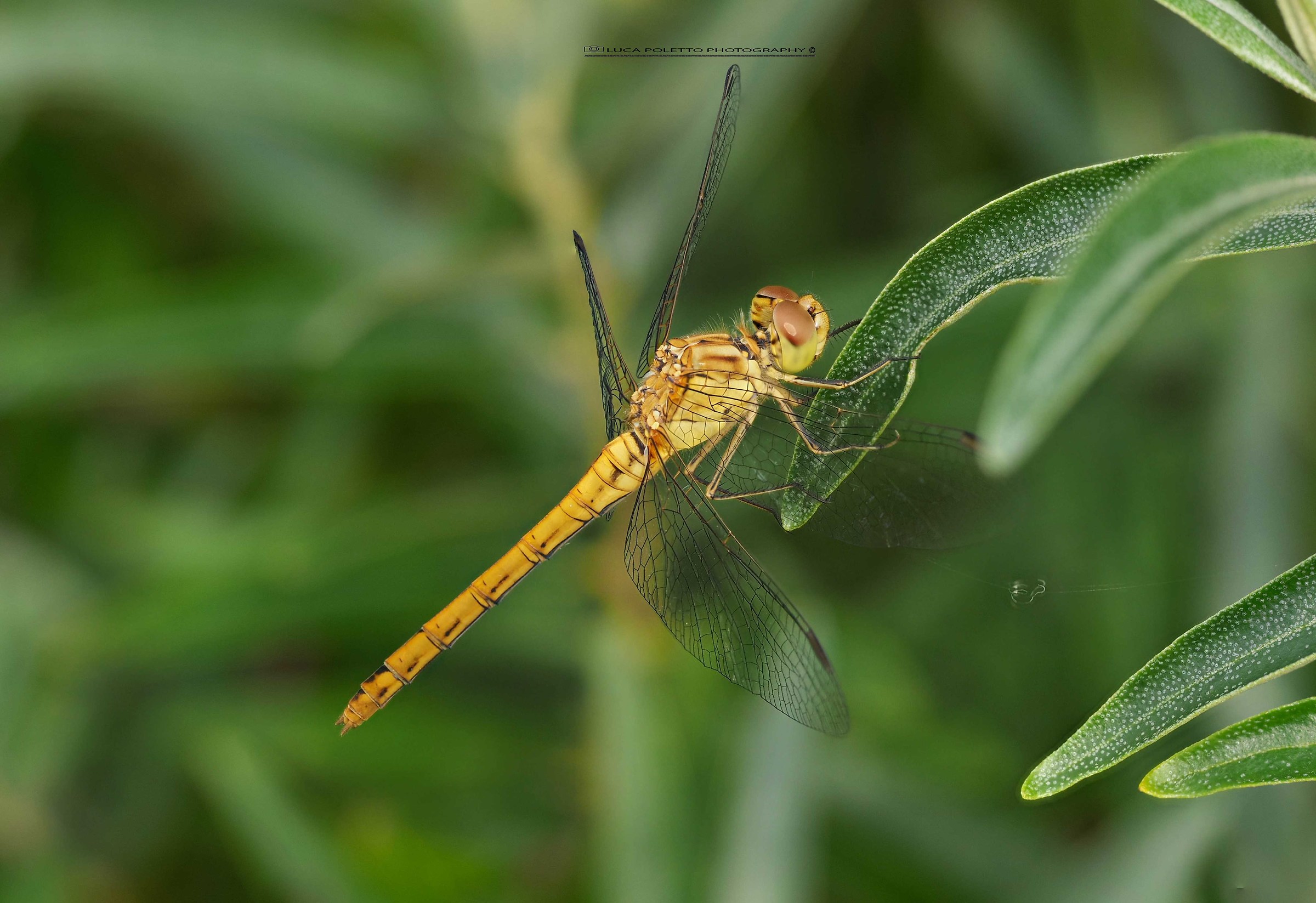 libellula