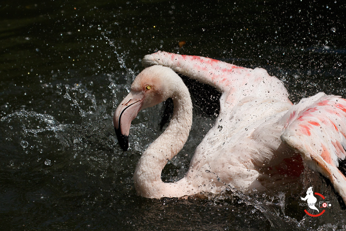 Toilette del Fenicottero...