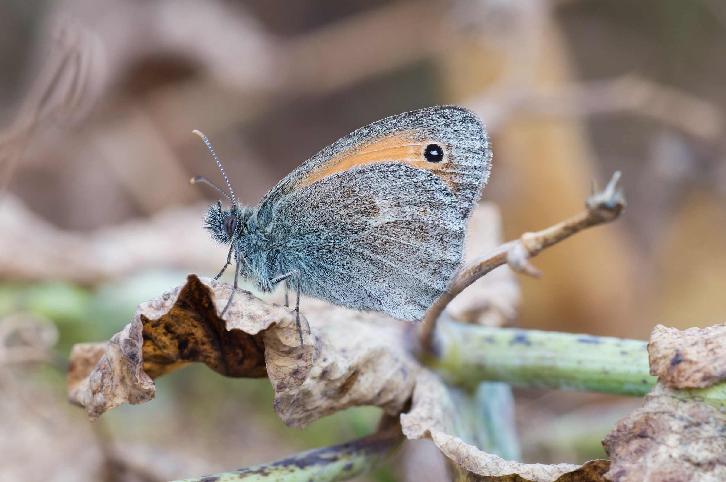 Coenonympha between peas
