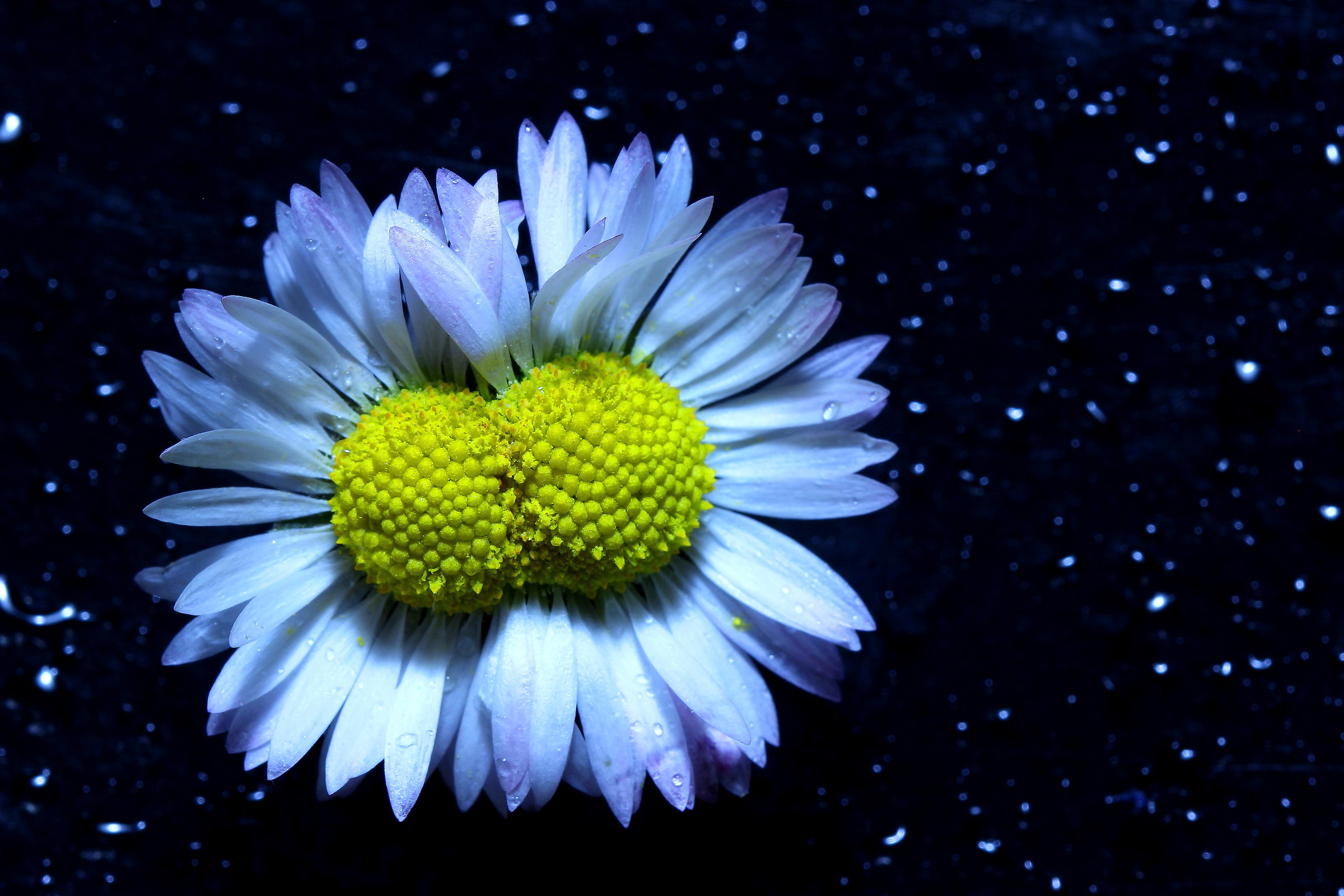 margherite siamesi nello spazio