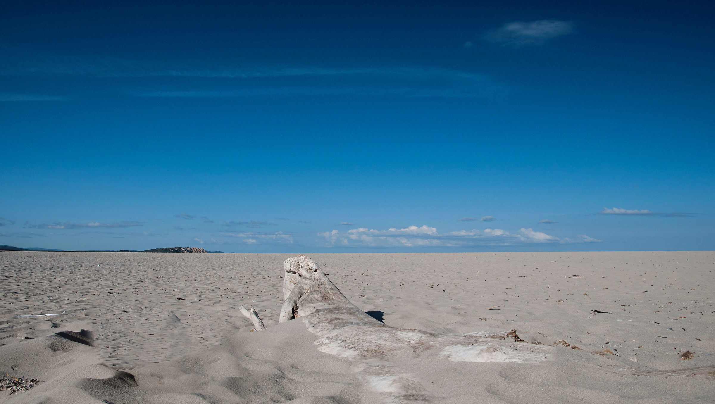 Even the trunks bow to the beauty (Sardinia)