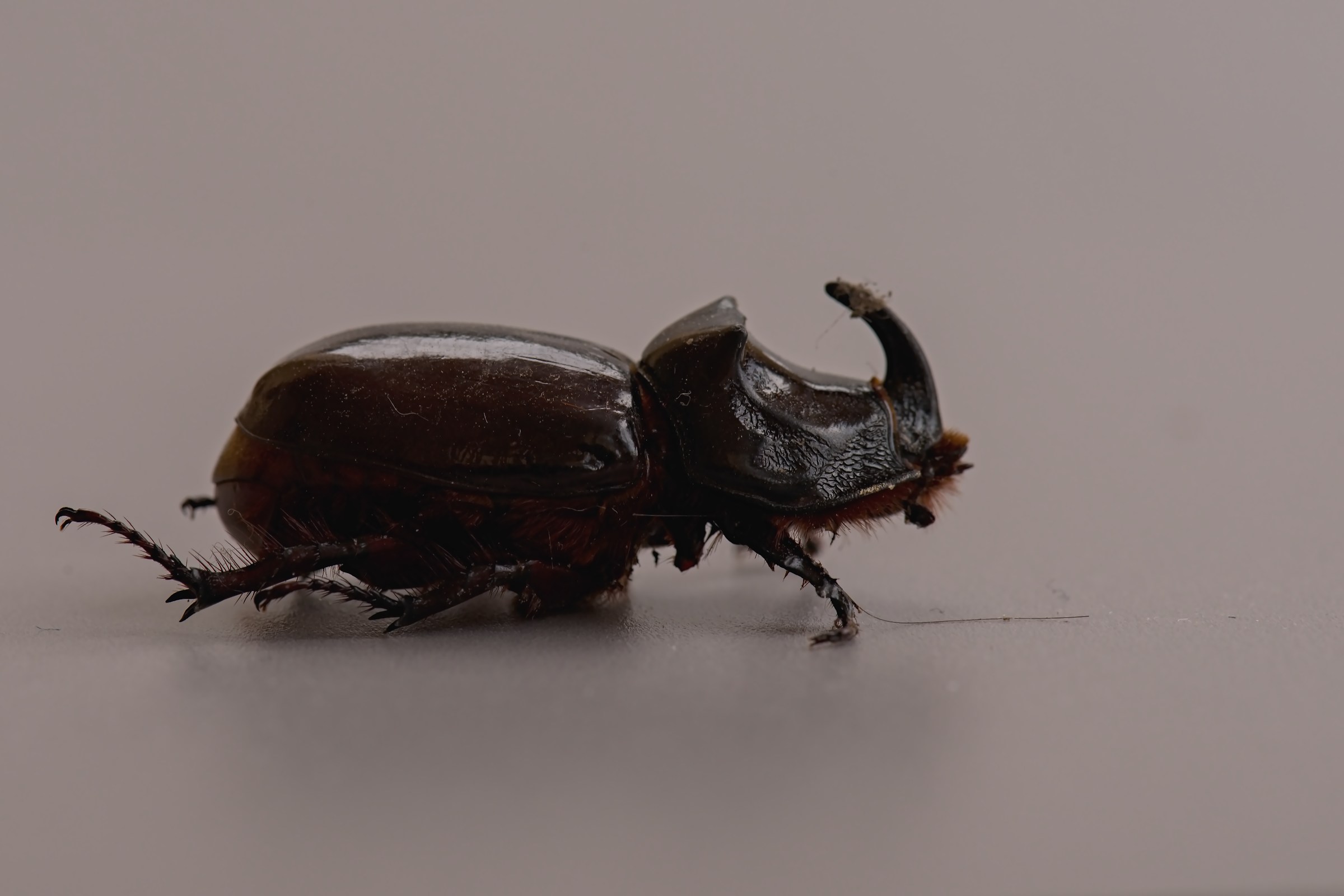 Rhinoceros beetle - Orictes Nanicornus