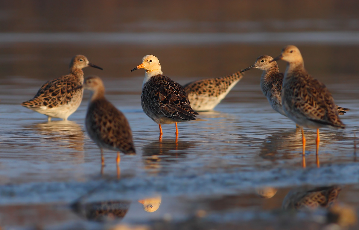 The boss and his escort