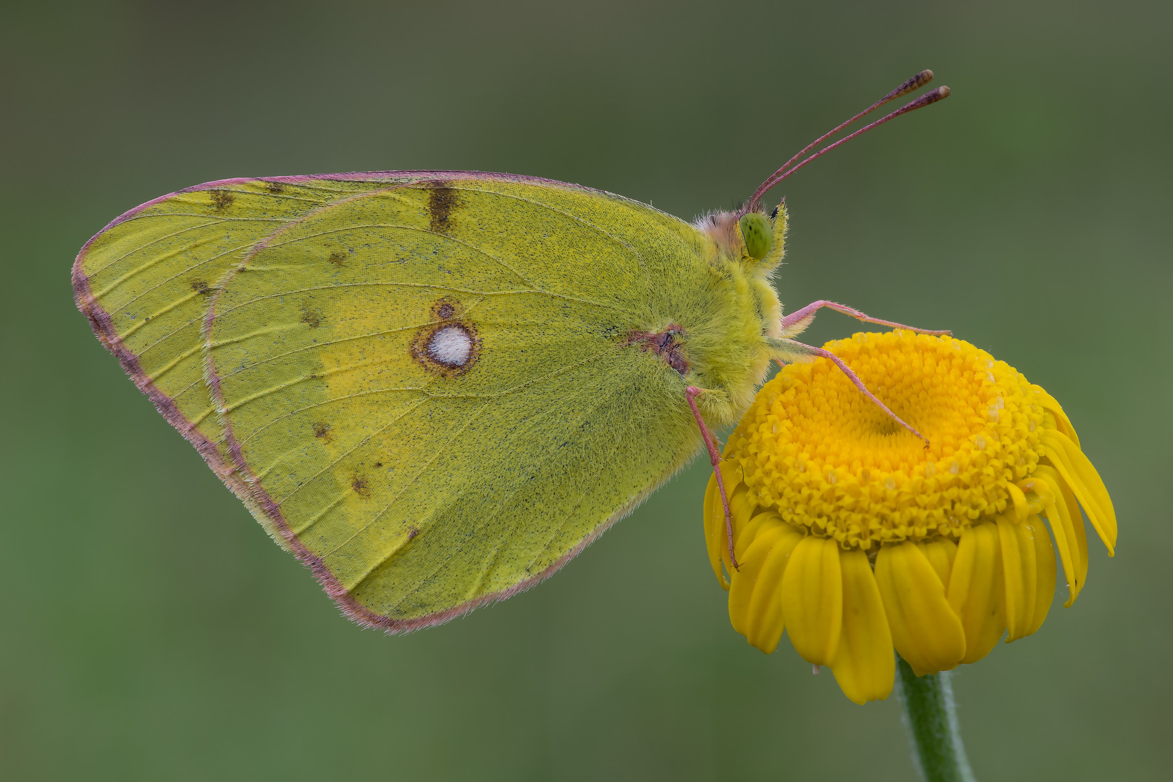 Colias croceus - Pixel shift