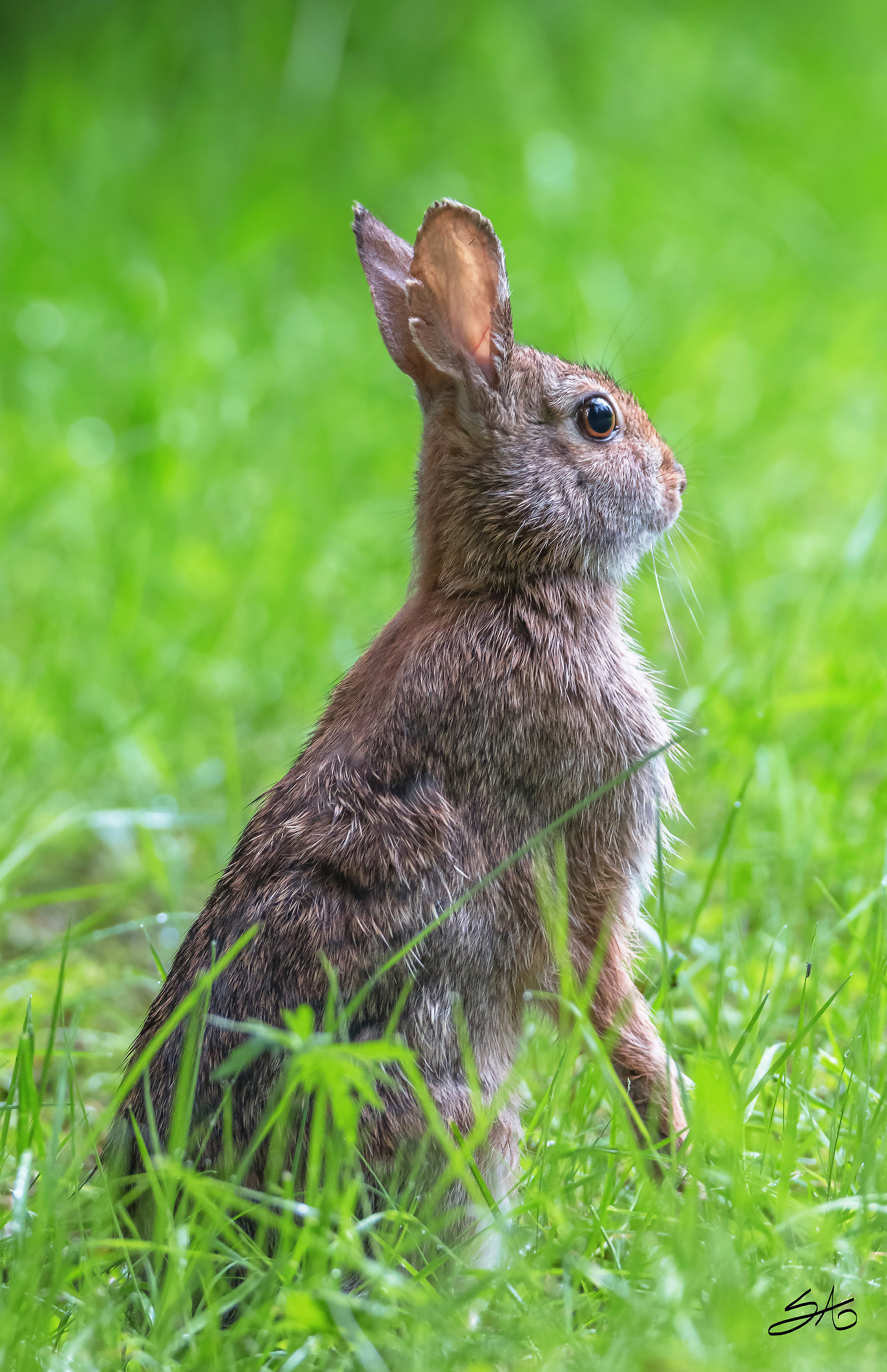Leveret