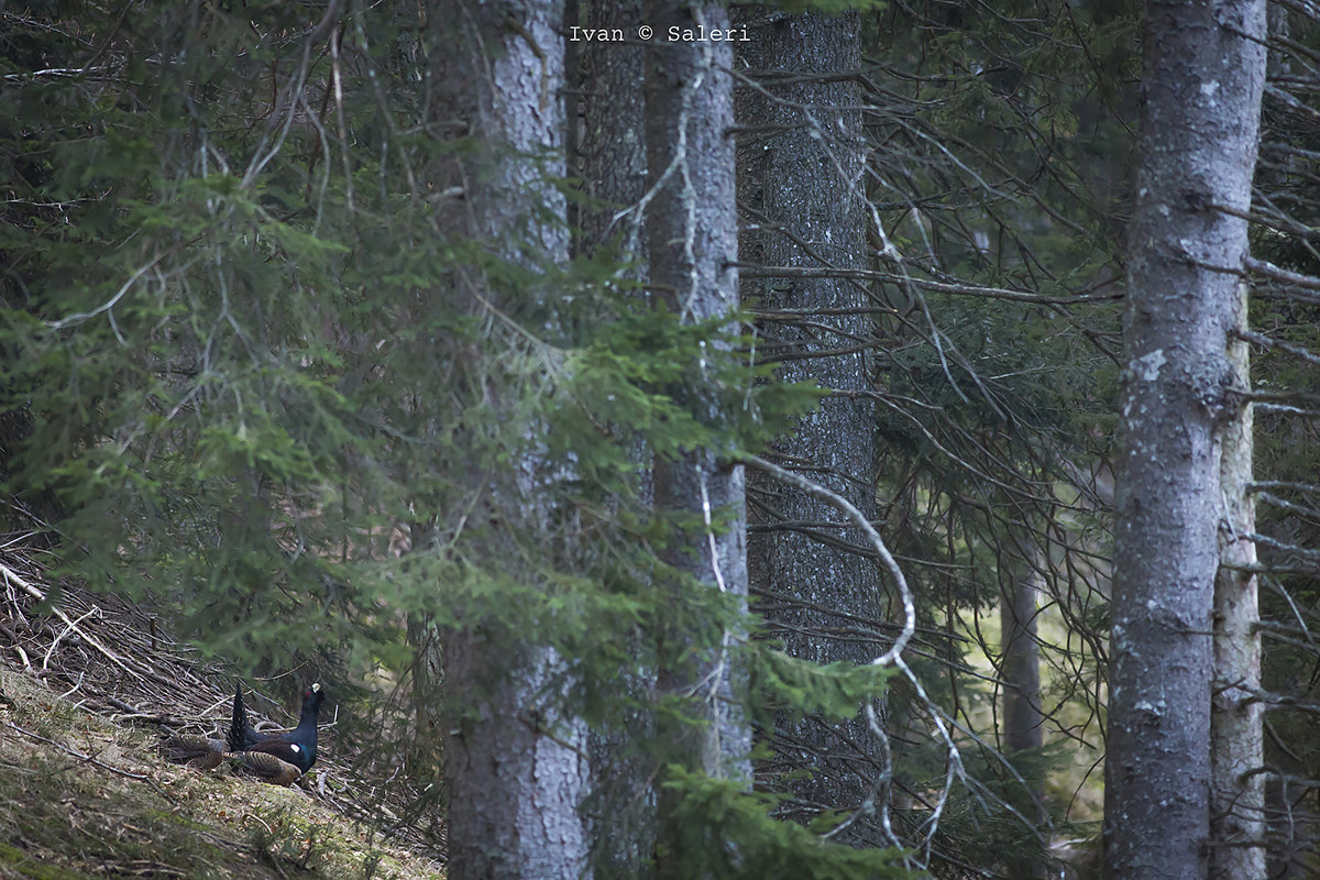 Magic moment in the woods