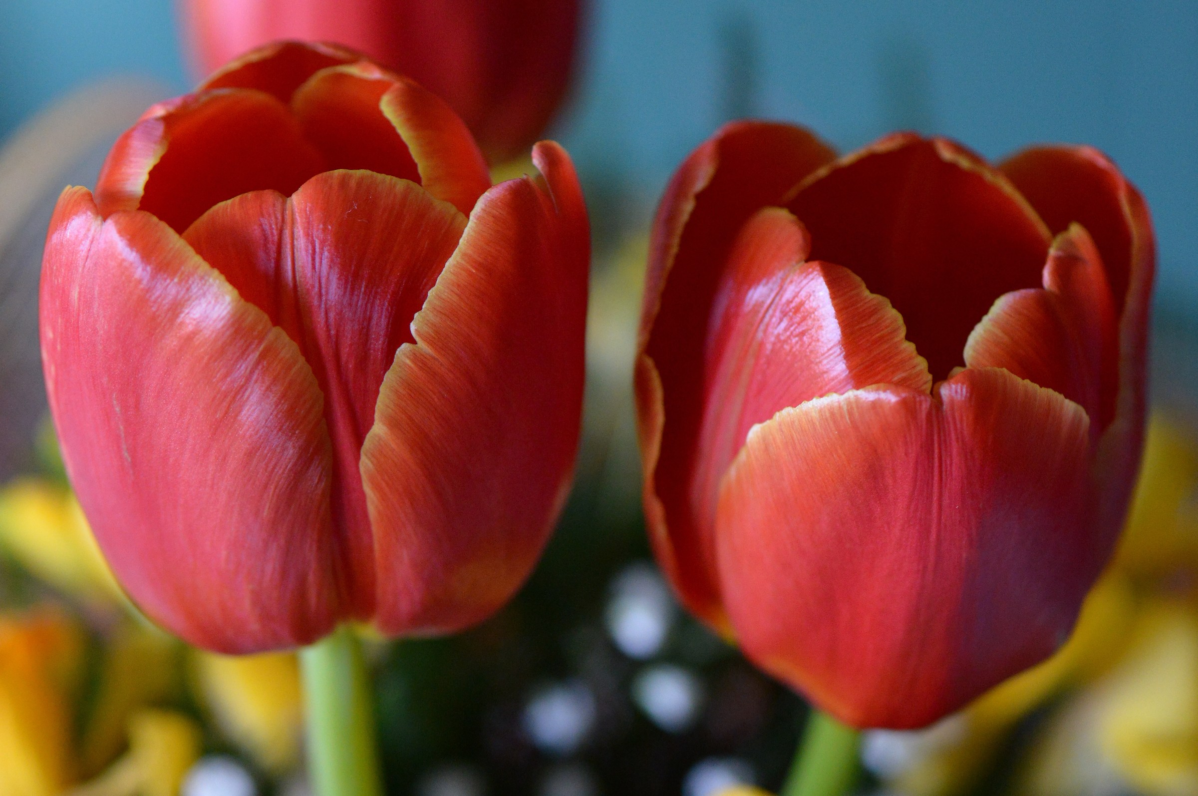 tulips