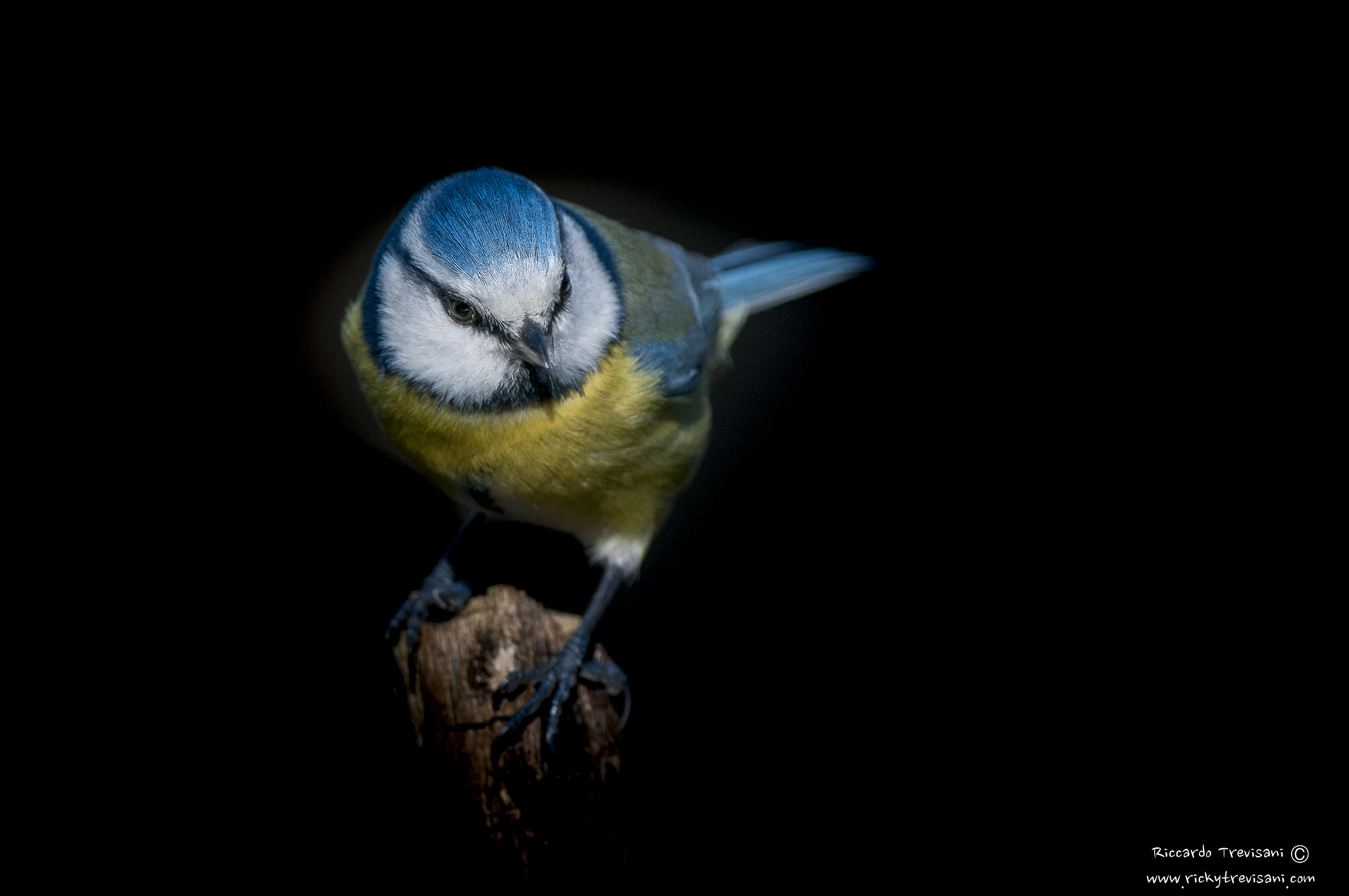 blue tit in black