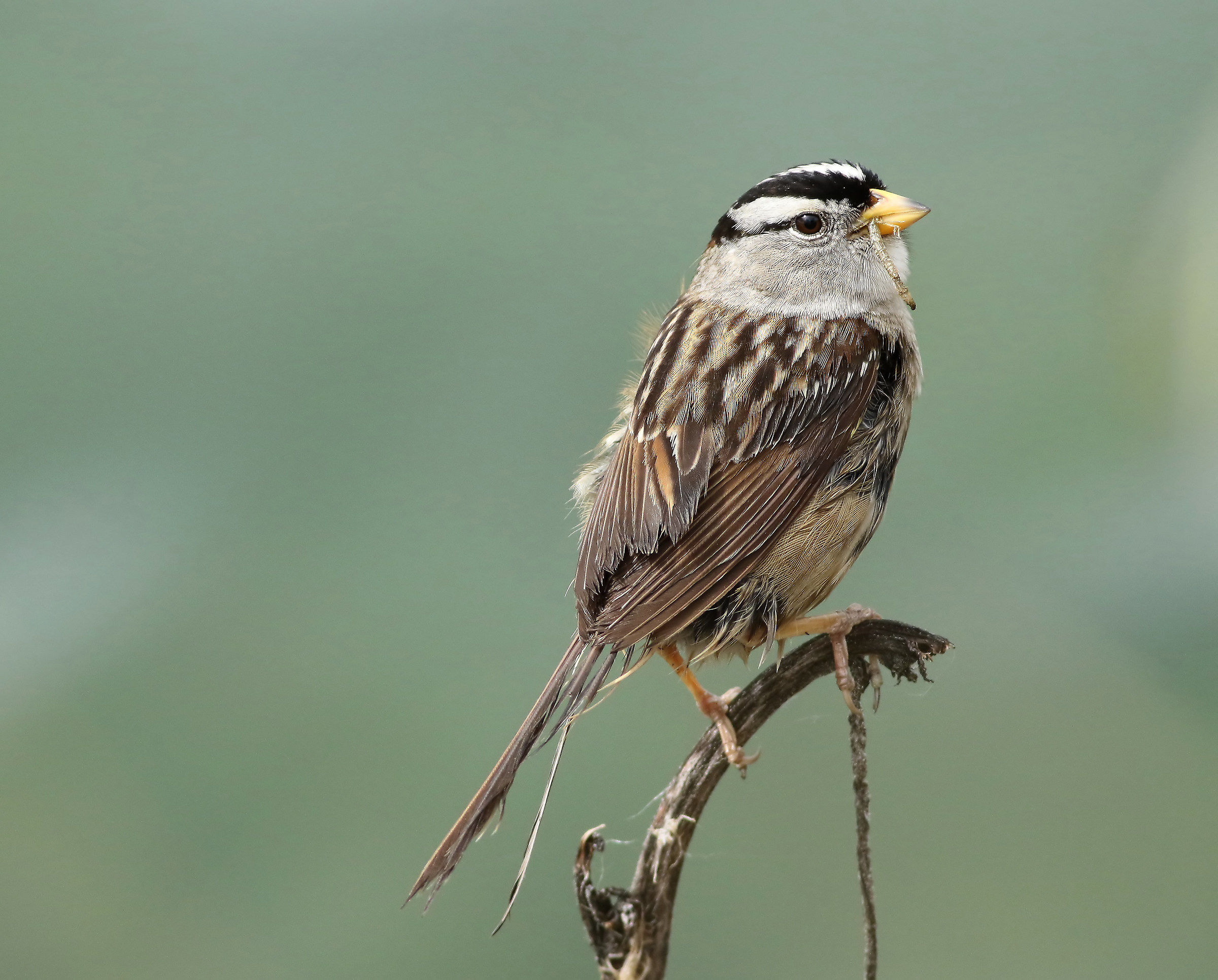 Modalità di raccolta