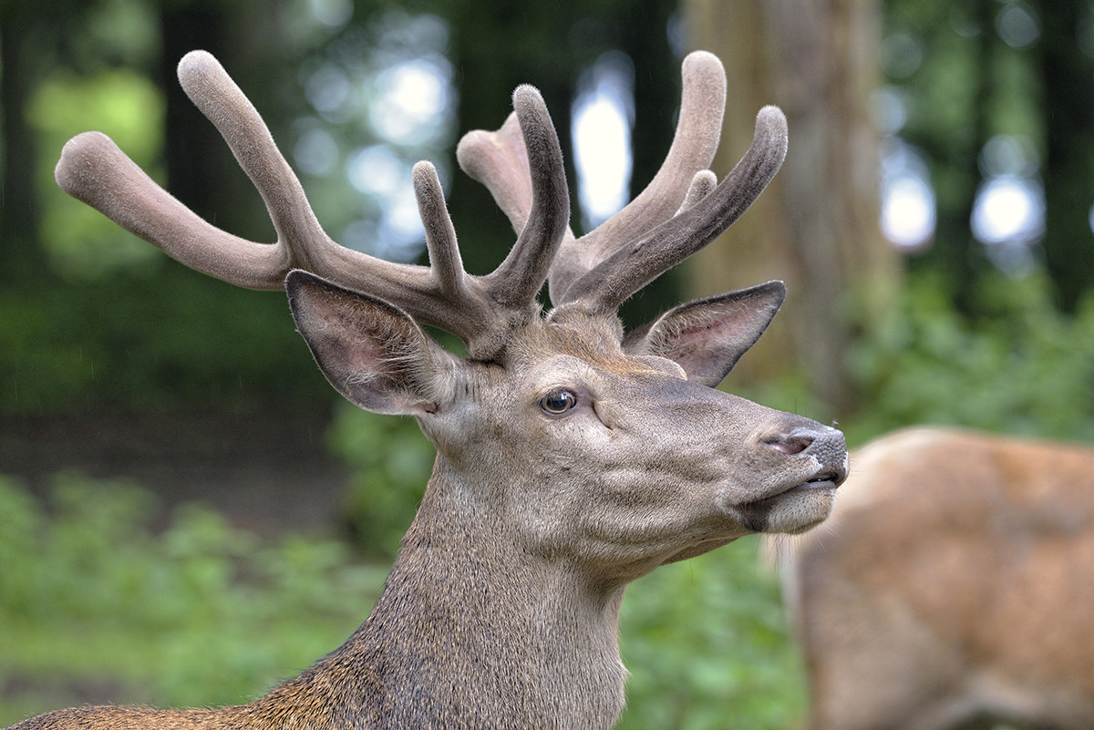 Mi vien la mosca al naso!