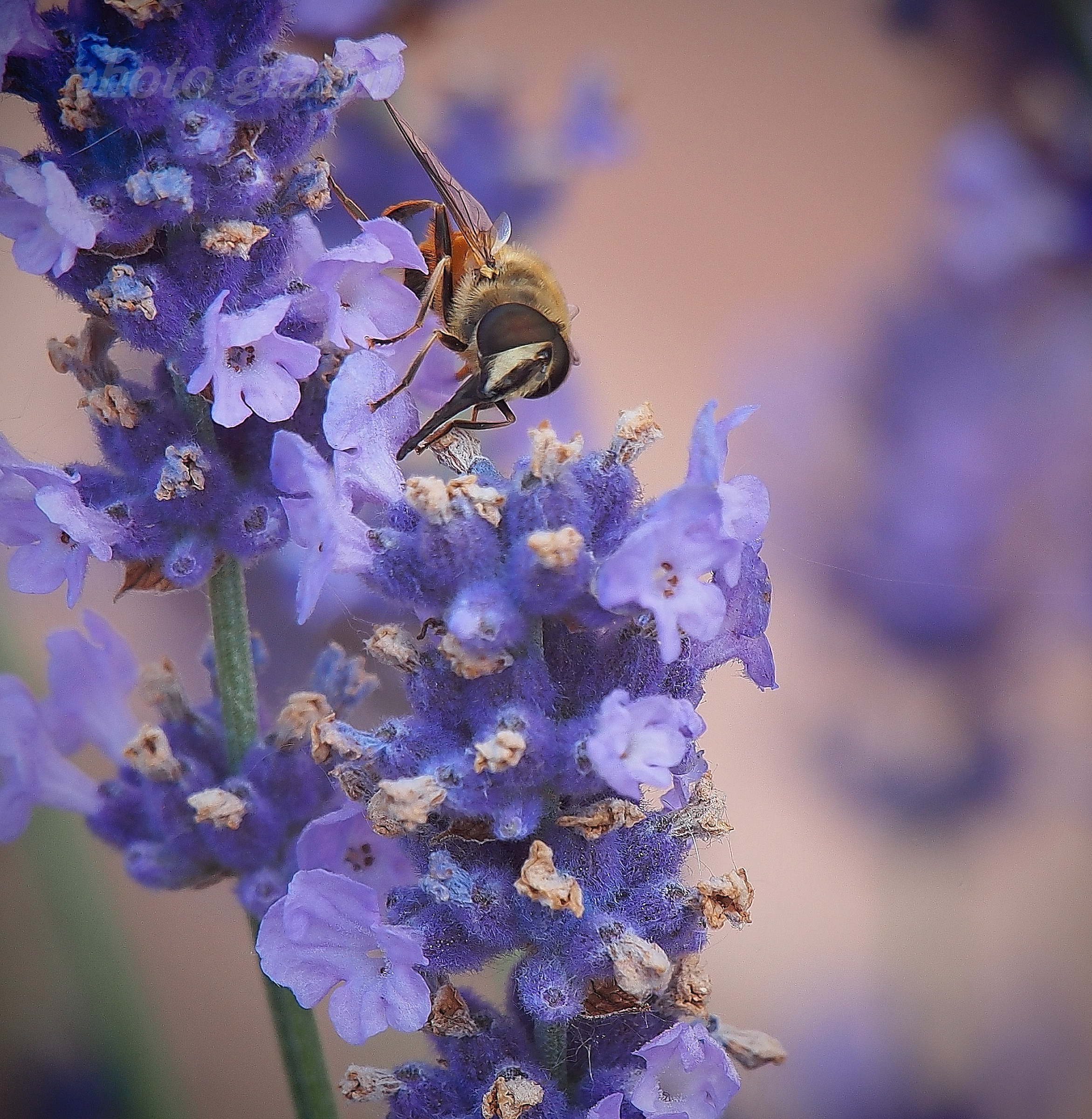 adagiata sulla lavanda
