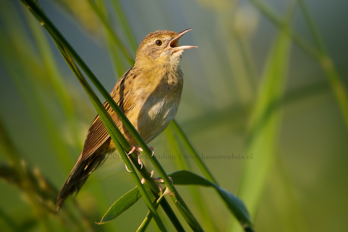 Common Grashopper Warbler