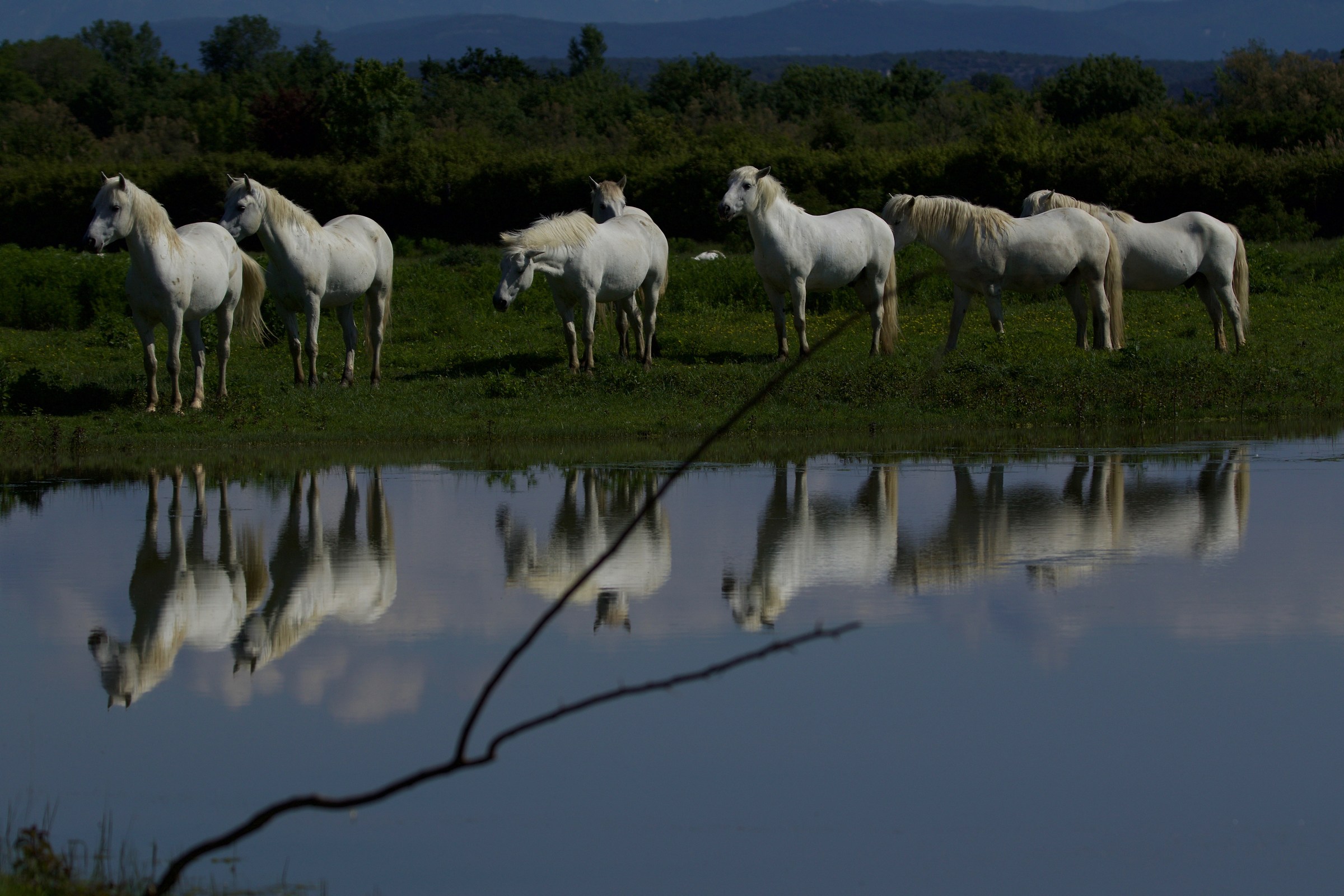 Riflessi serali