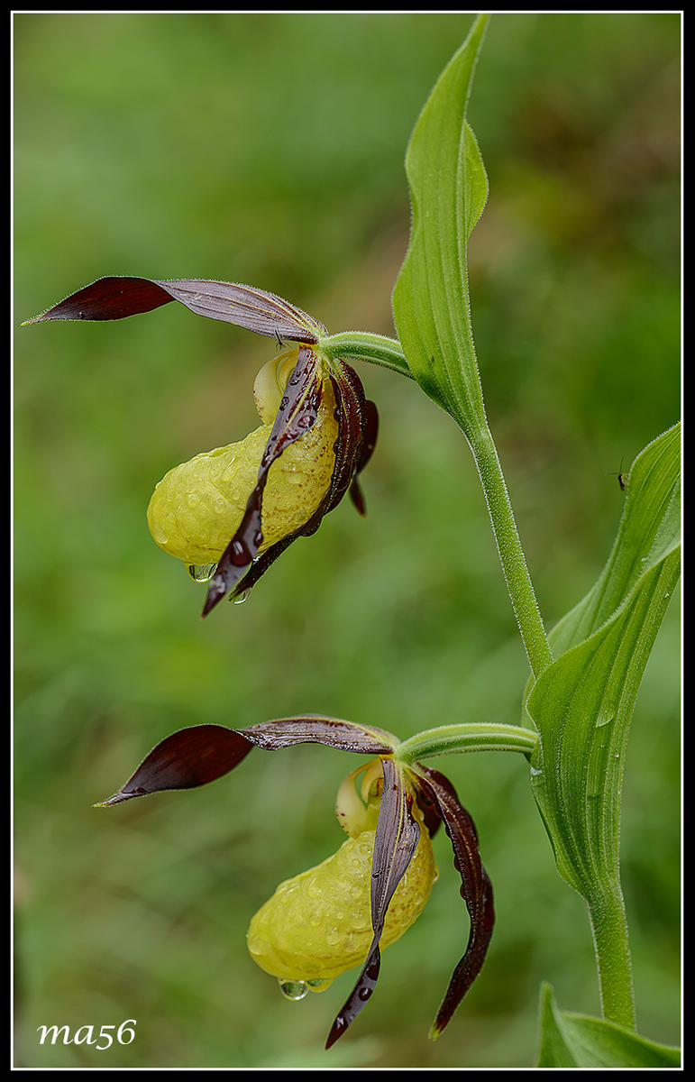 Pianella della Madonna