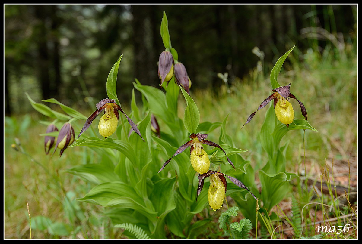 Lady's slipper