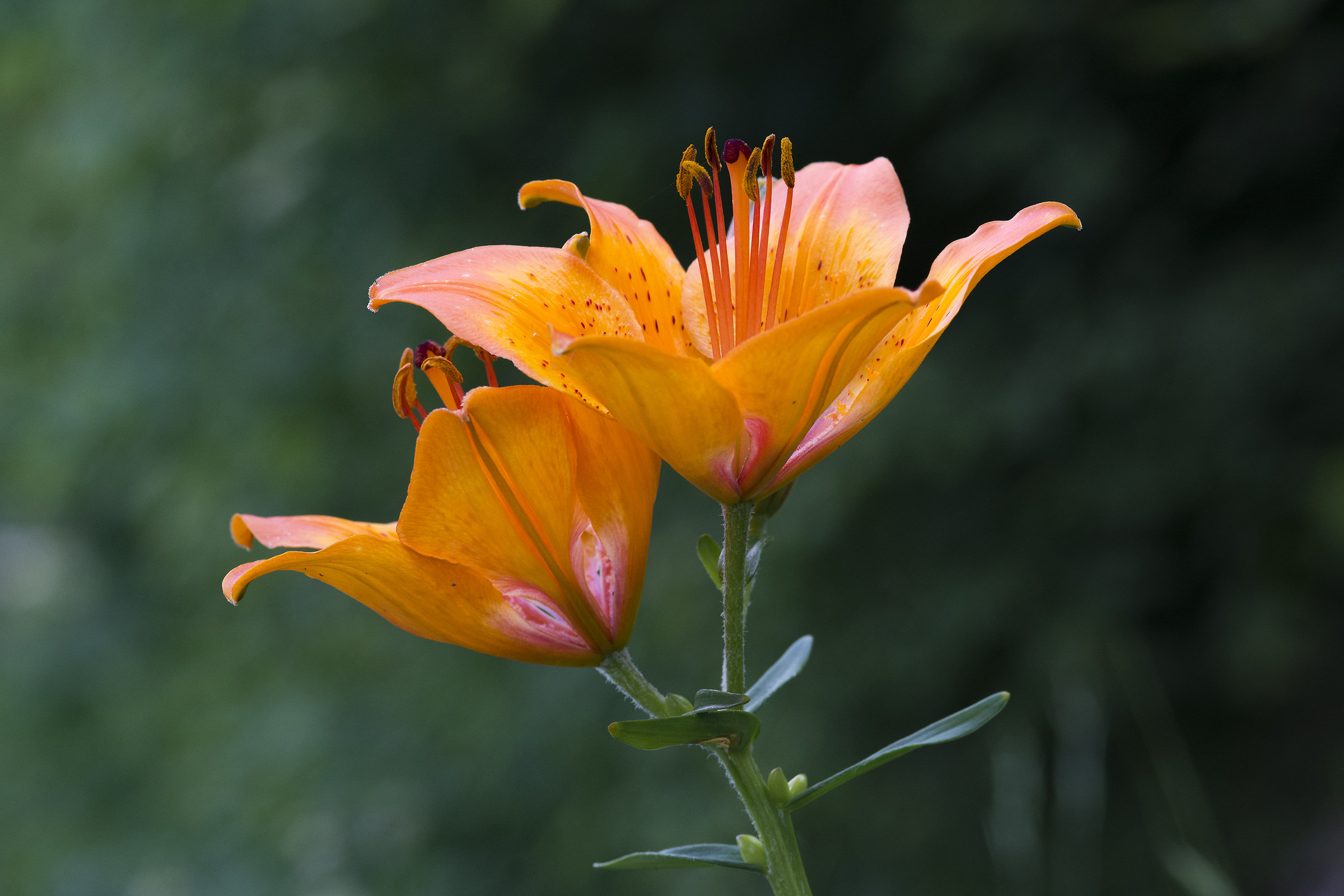 Lilium bulbiferum or