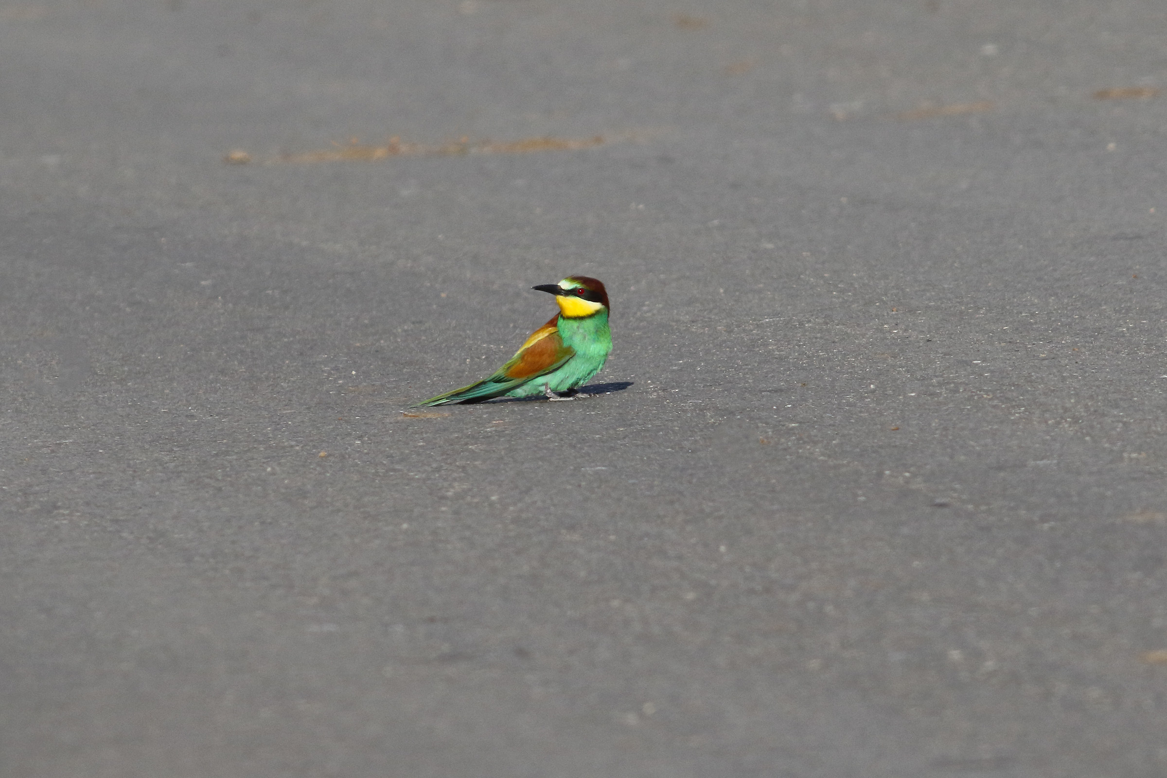 28 ° C. Temperature Asphalt